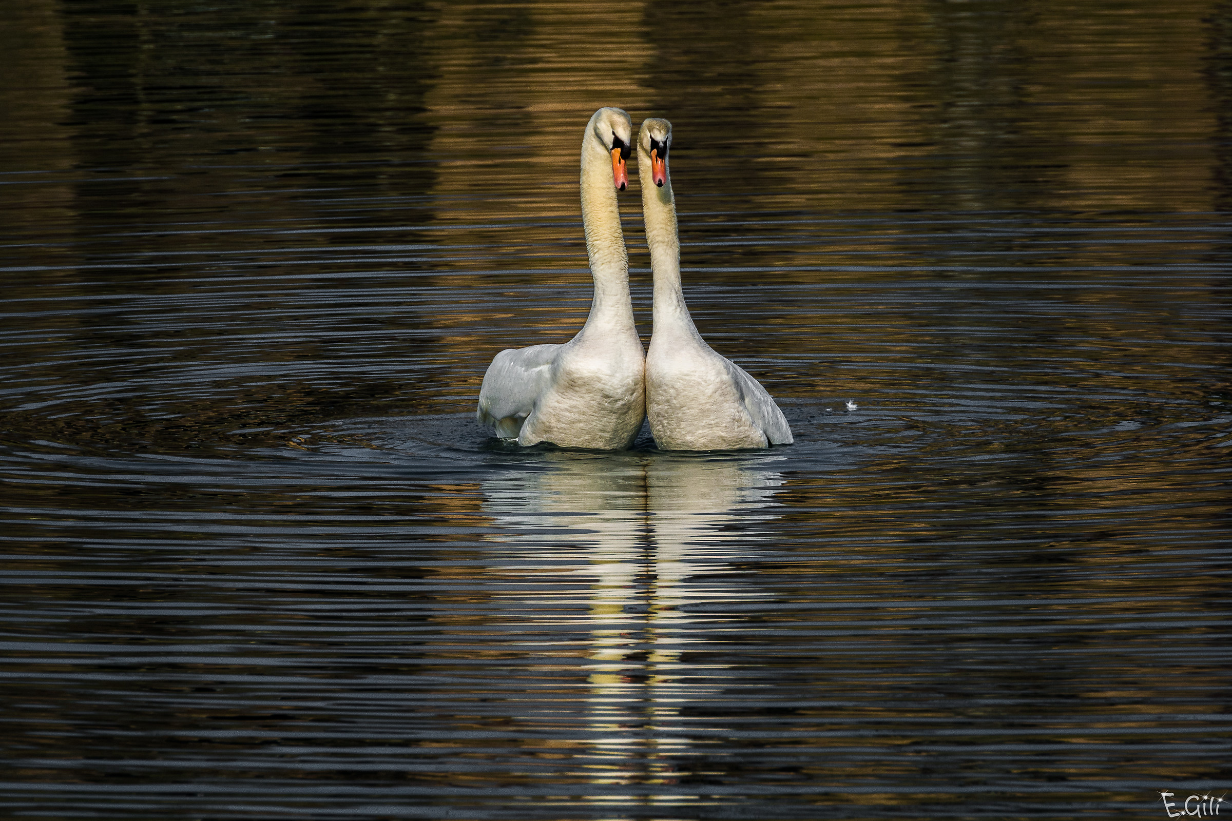 Swans after mating 1...