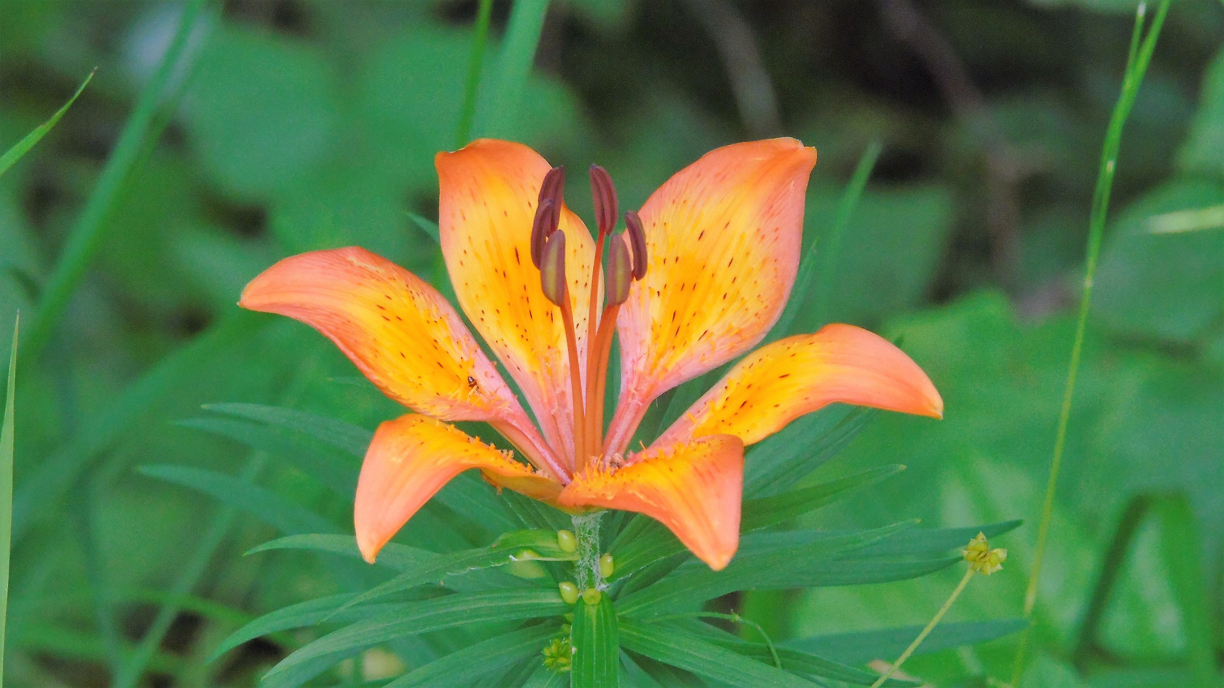 flower1...