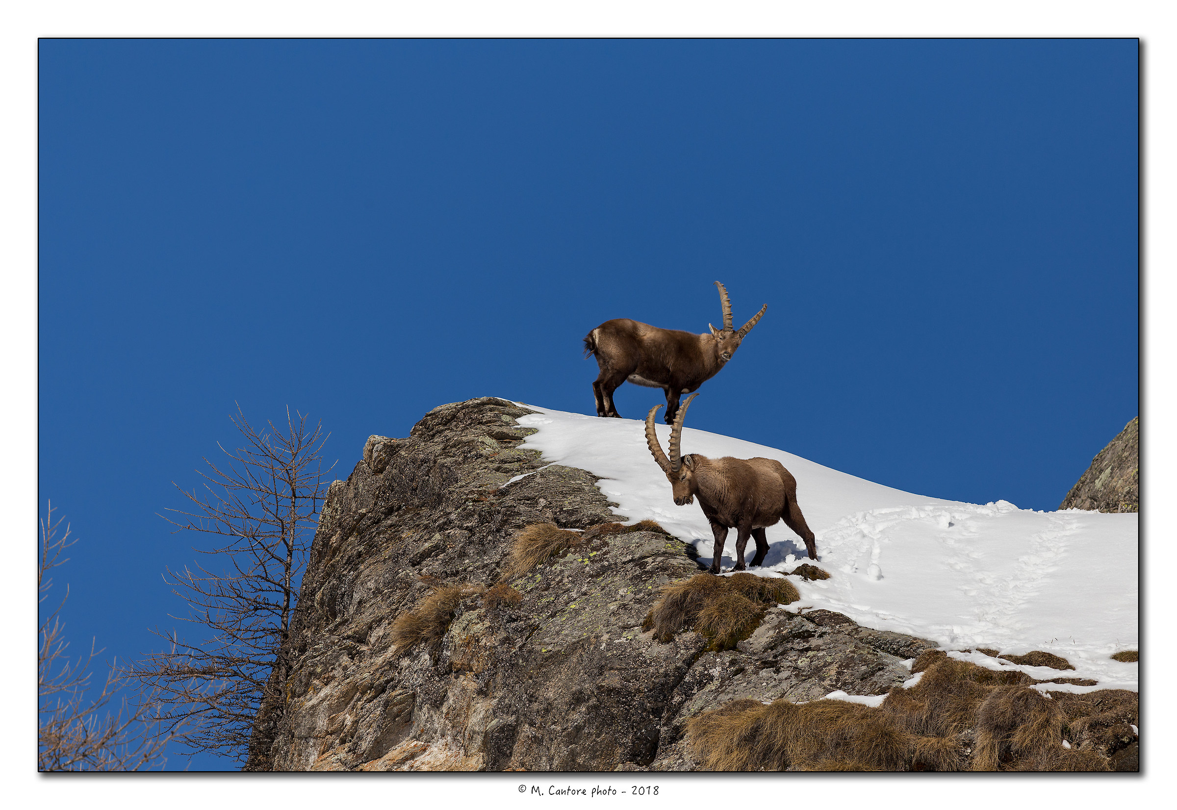 Ibex 3...