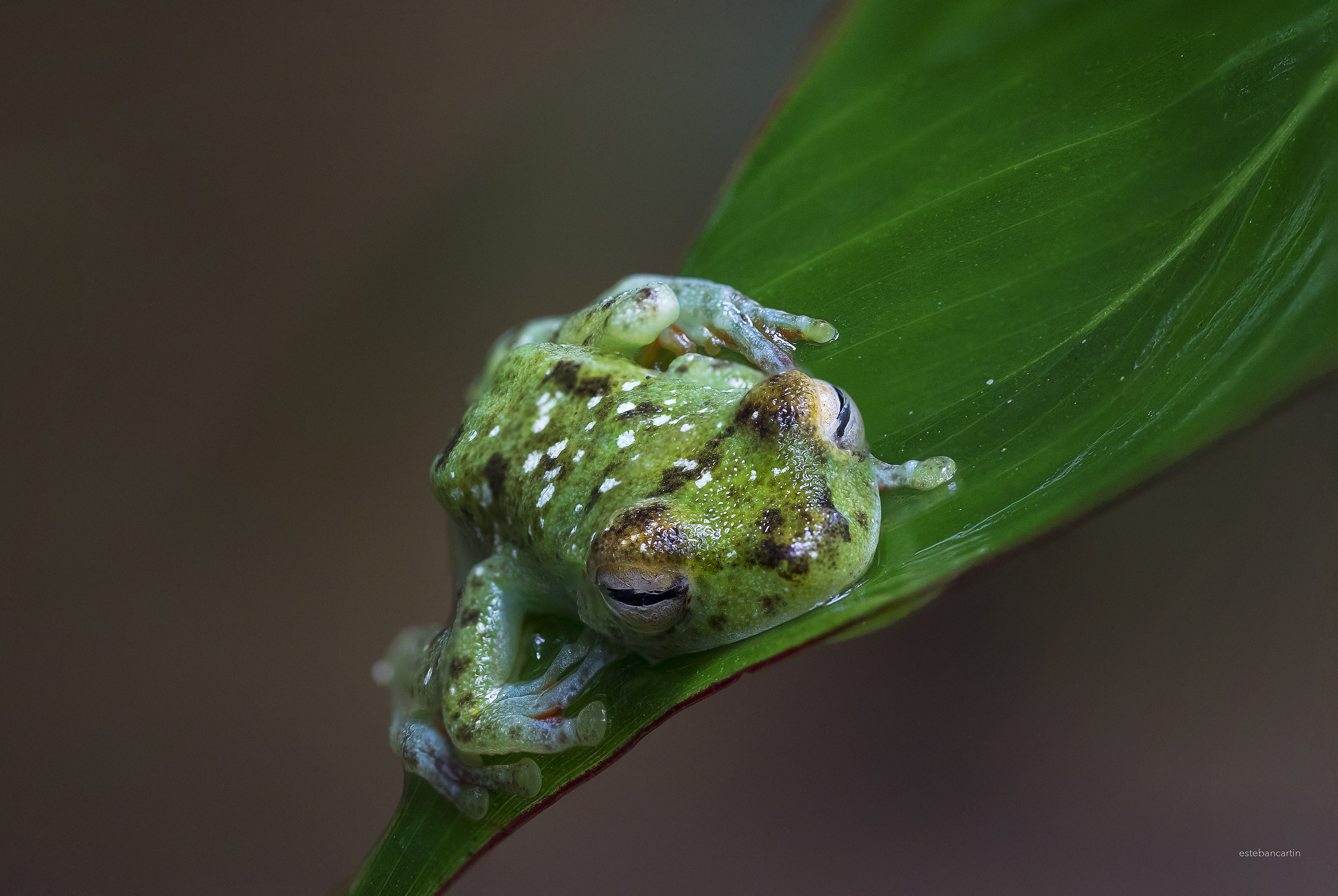 Hypsiboas rufitelus (rana arborícola patiroja)...