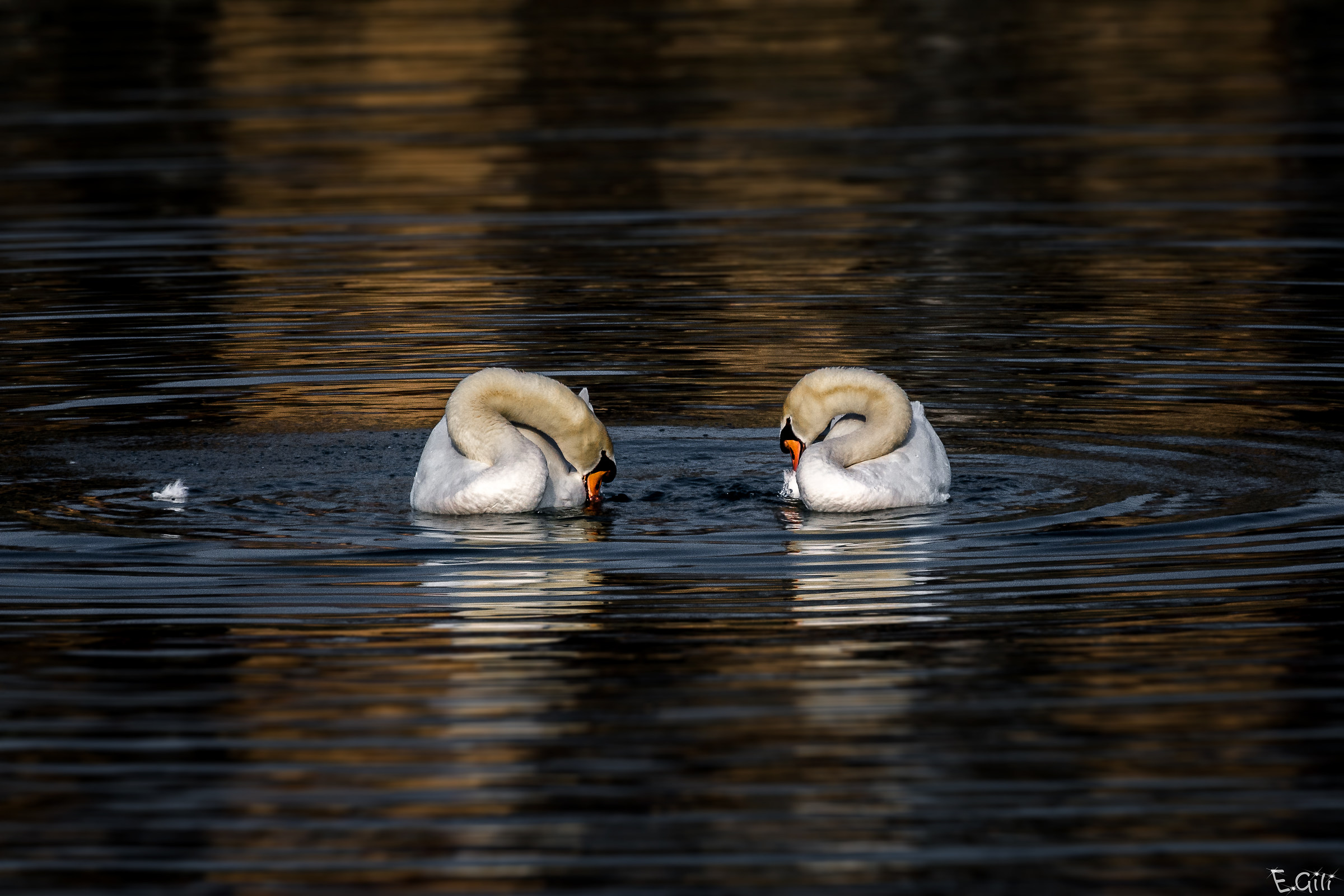 Swans after mating 2...
