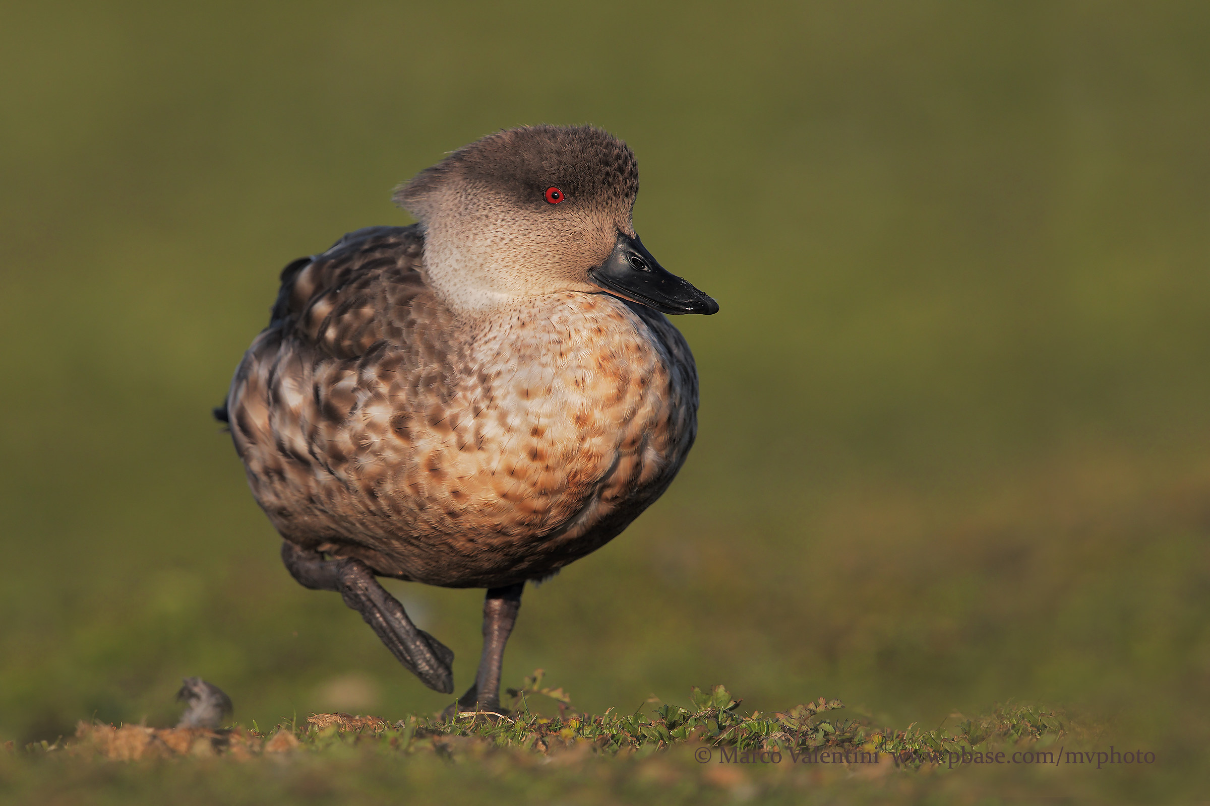 Crested Patagonian Duck...