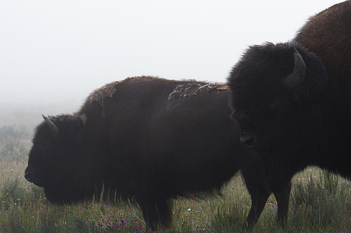 Bisons in the fog...