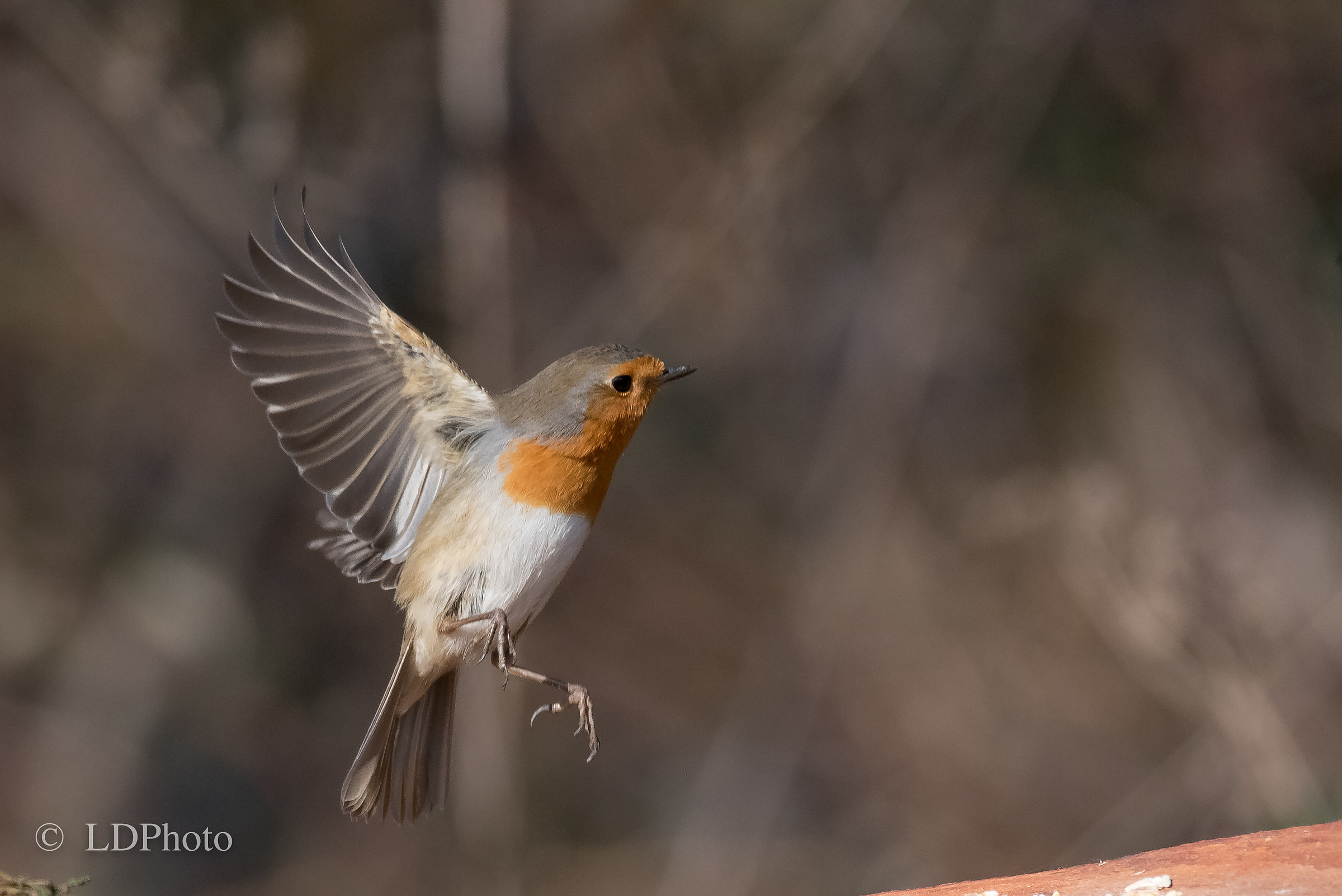Flying Robin...