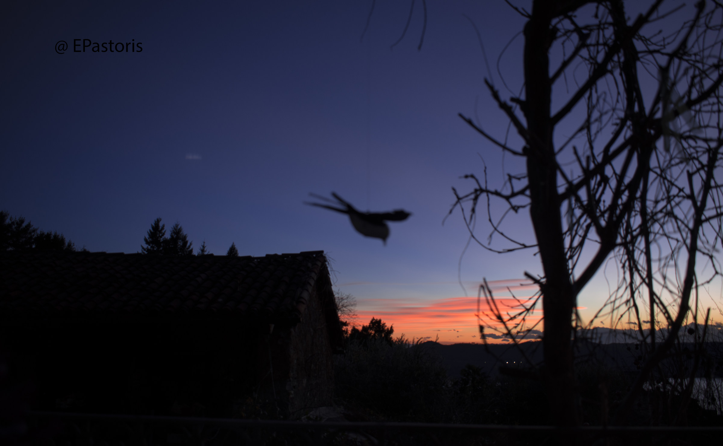 Swallow in the orange...