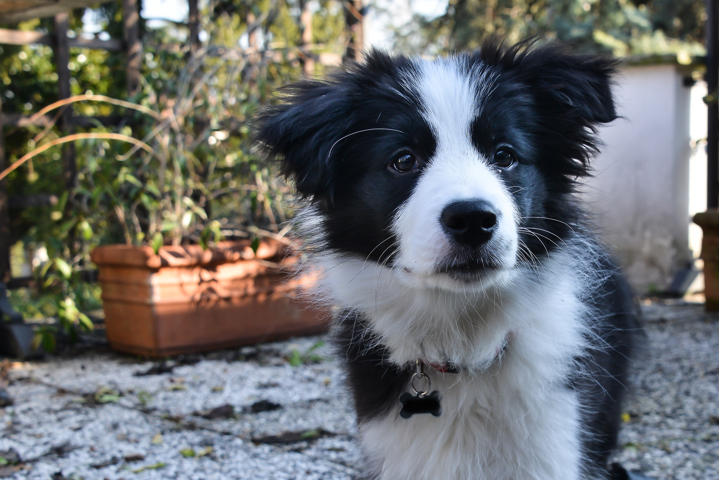 Border Collie Josè....