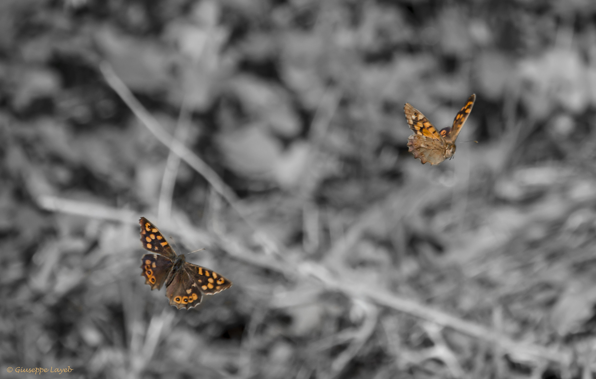Untitled Photo...