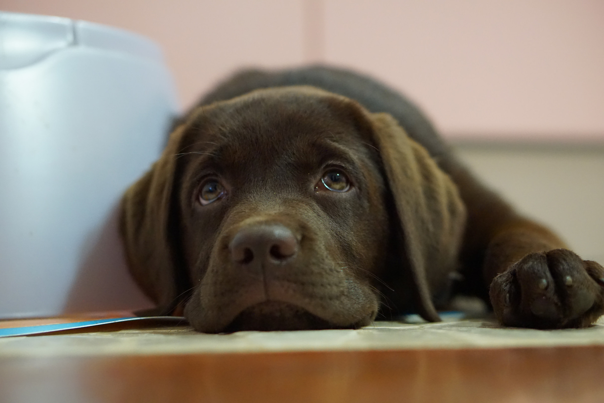 Guild - Waiting for food...