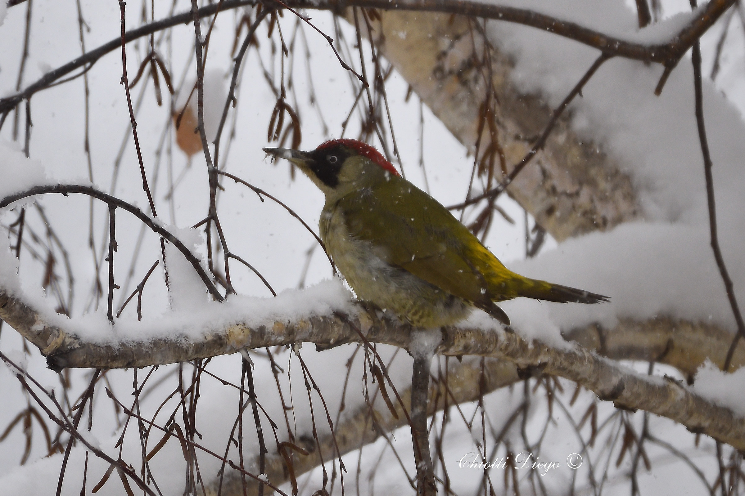 Green woodpecker in the blizzard...