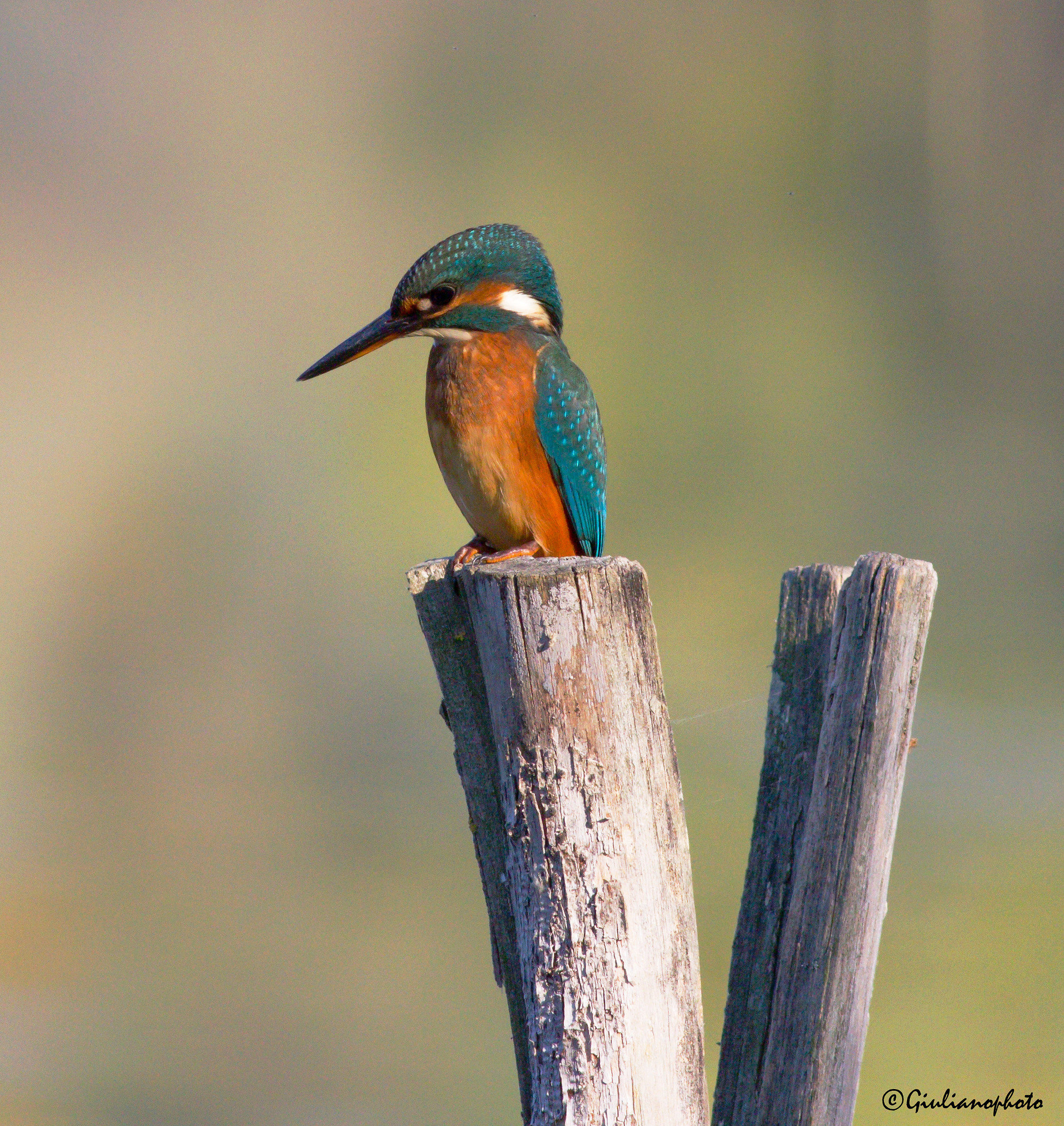 Kingfisher...