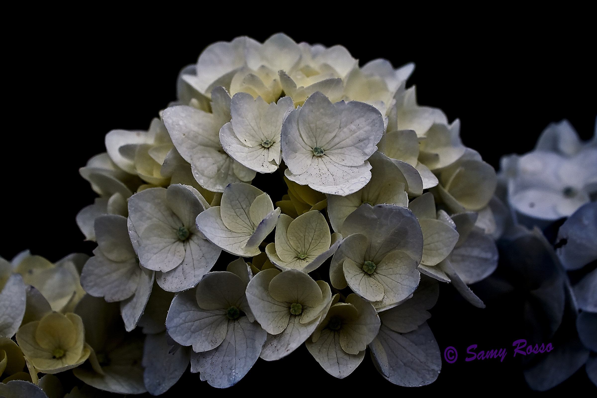 Hydrangea...