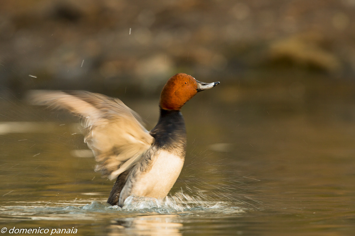 pochard...