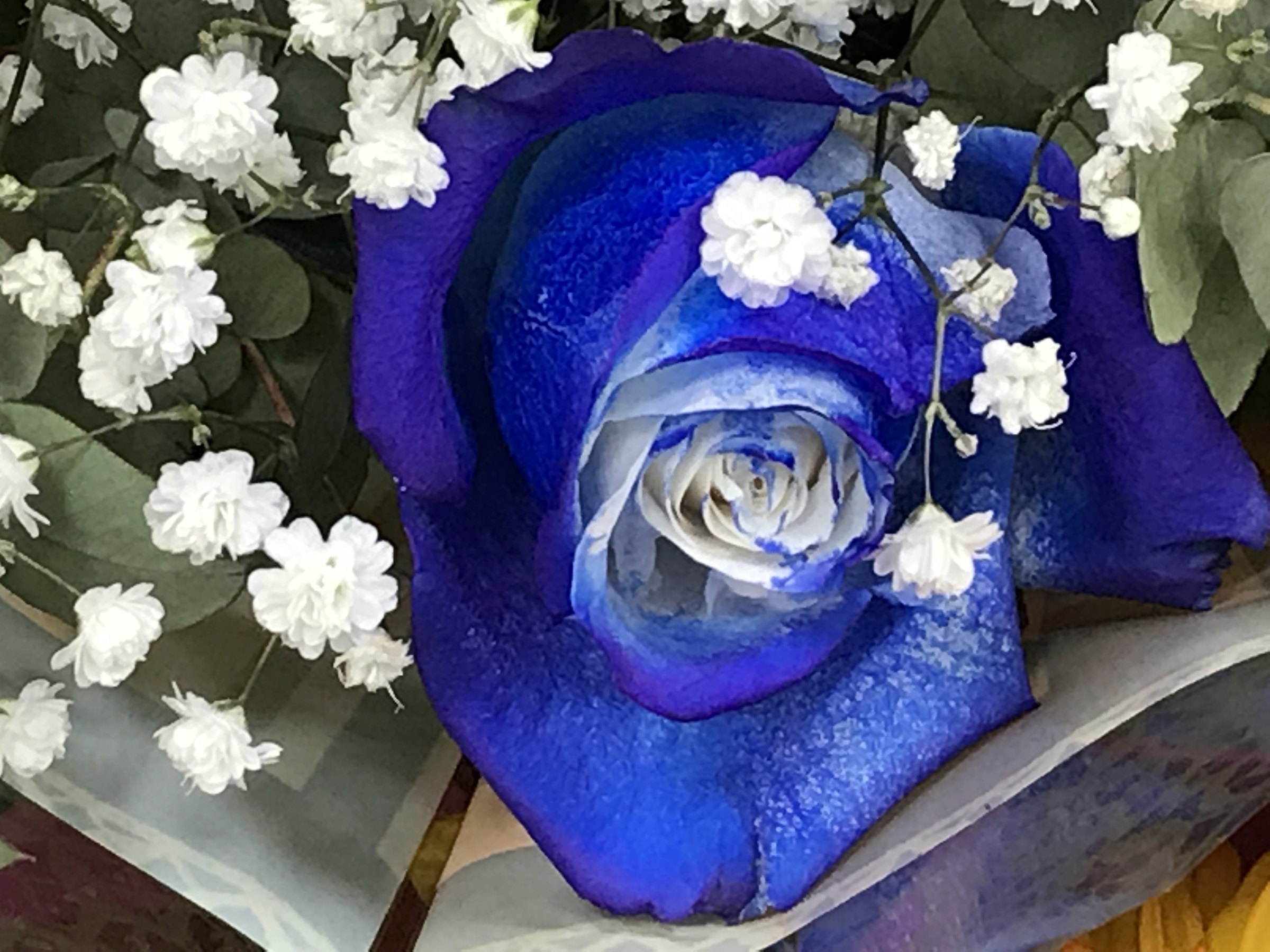 Real blue rose...