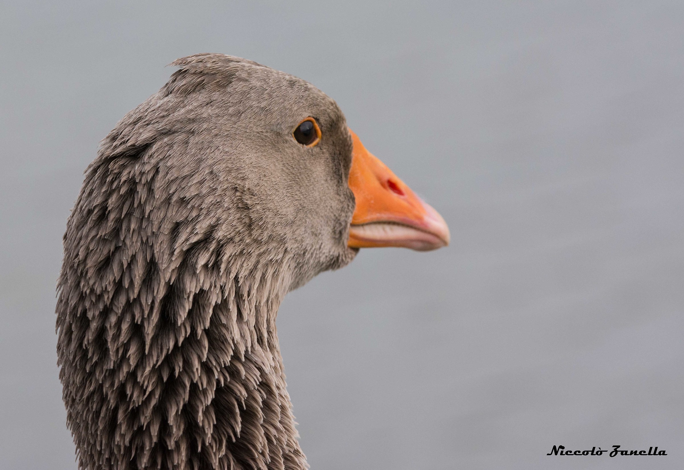 Portrait of a female swan goose...