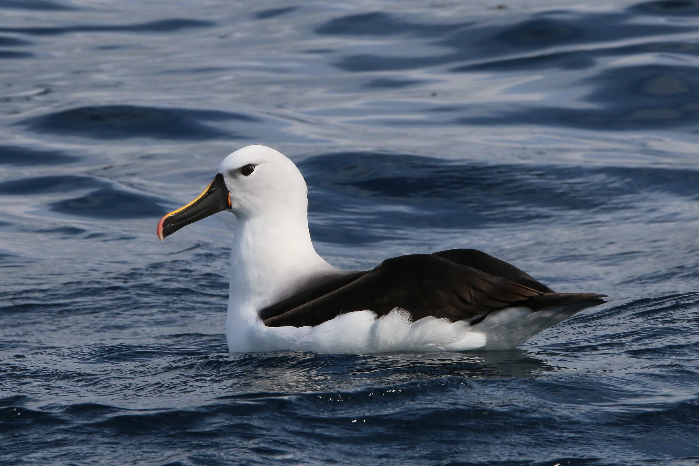 Indian Yellow-nosed Albatross ad...