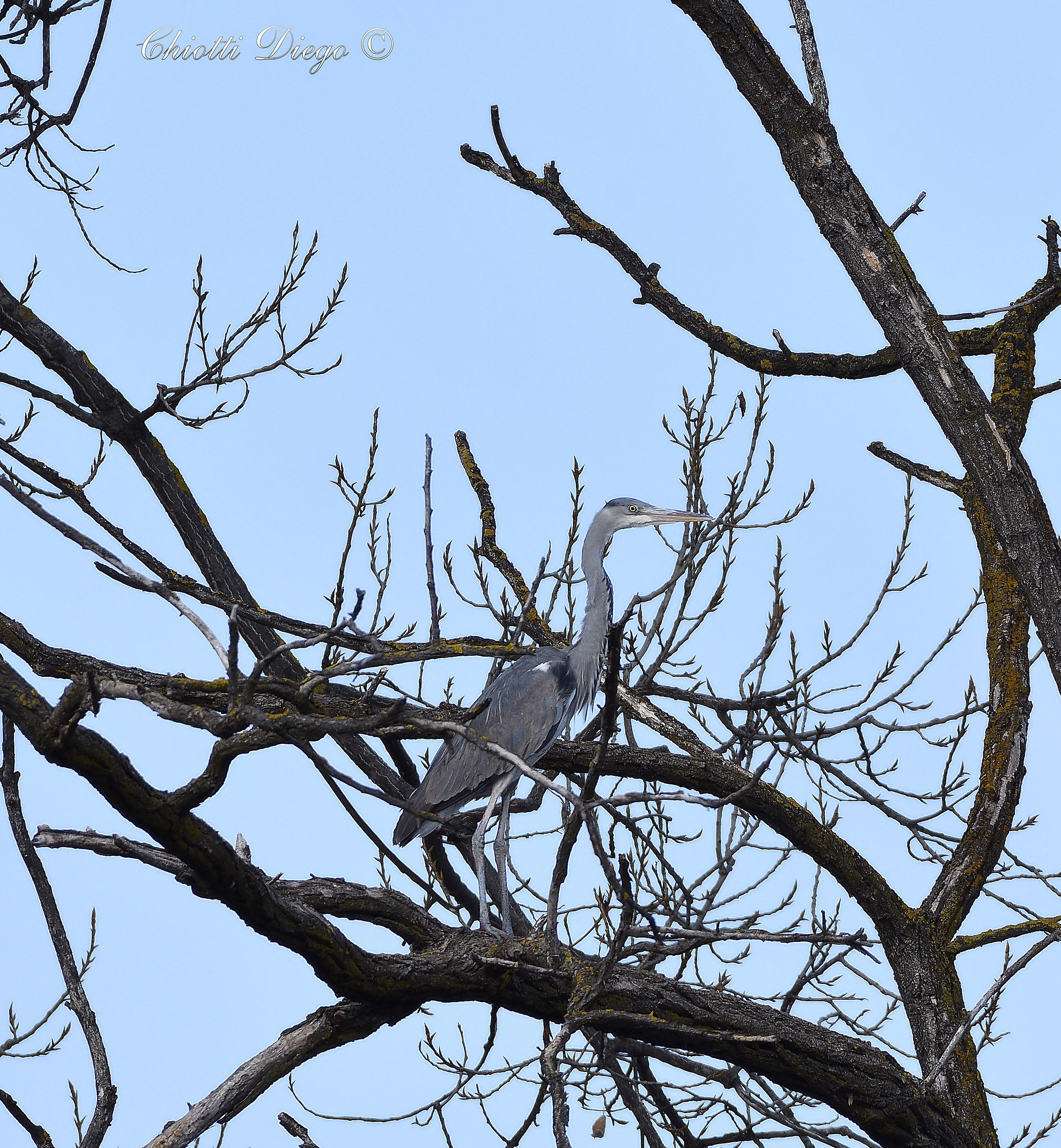 Gray heron...