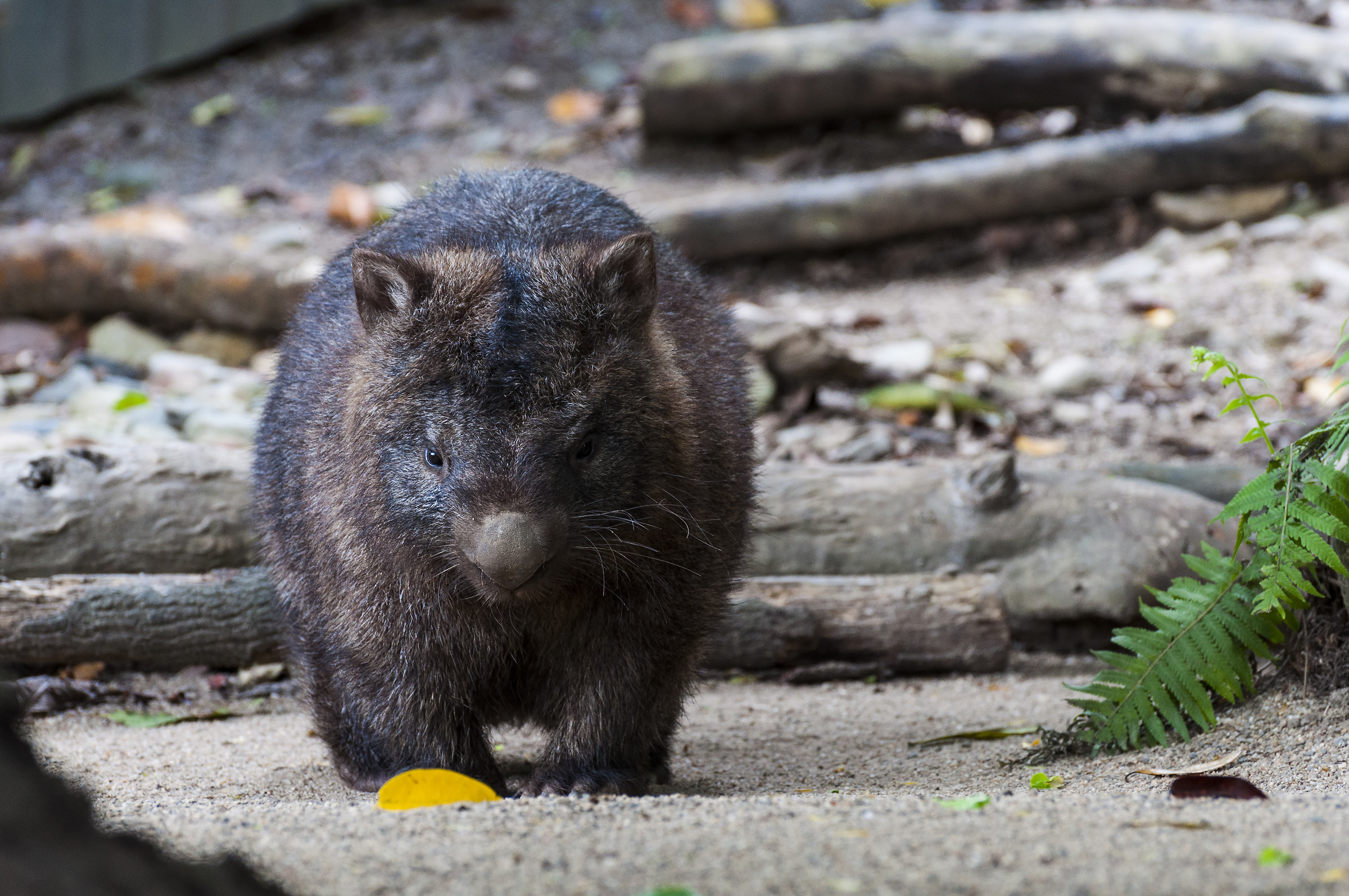 Heavy Wombat...