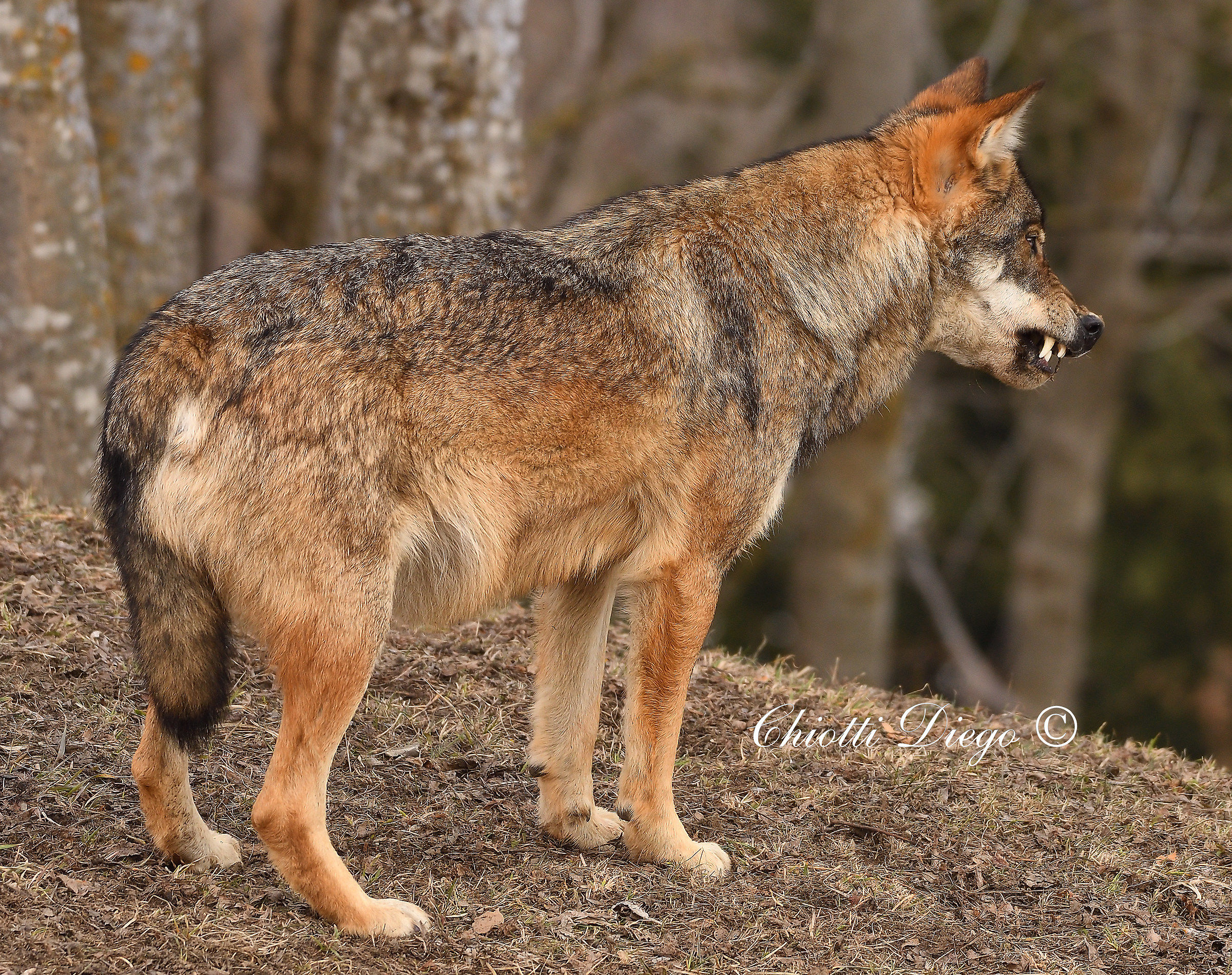 Wolf (Canis Lupus)...