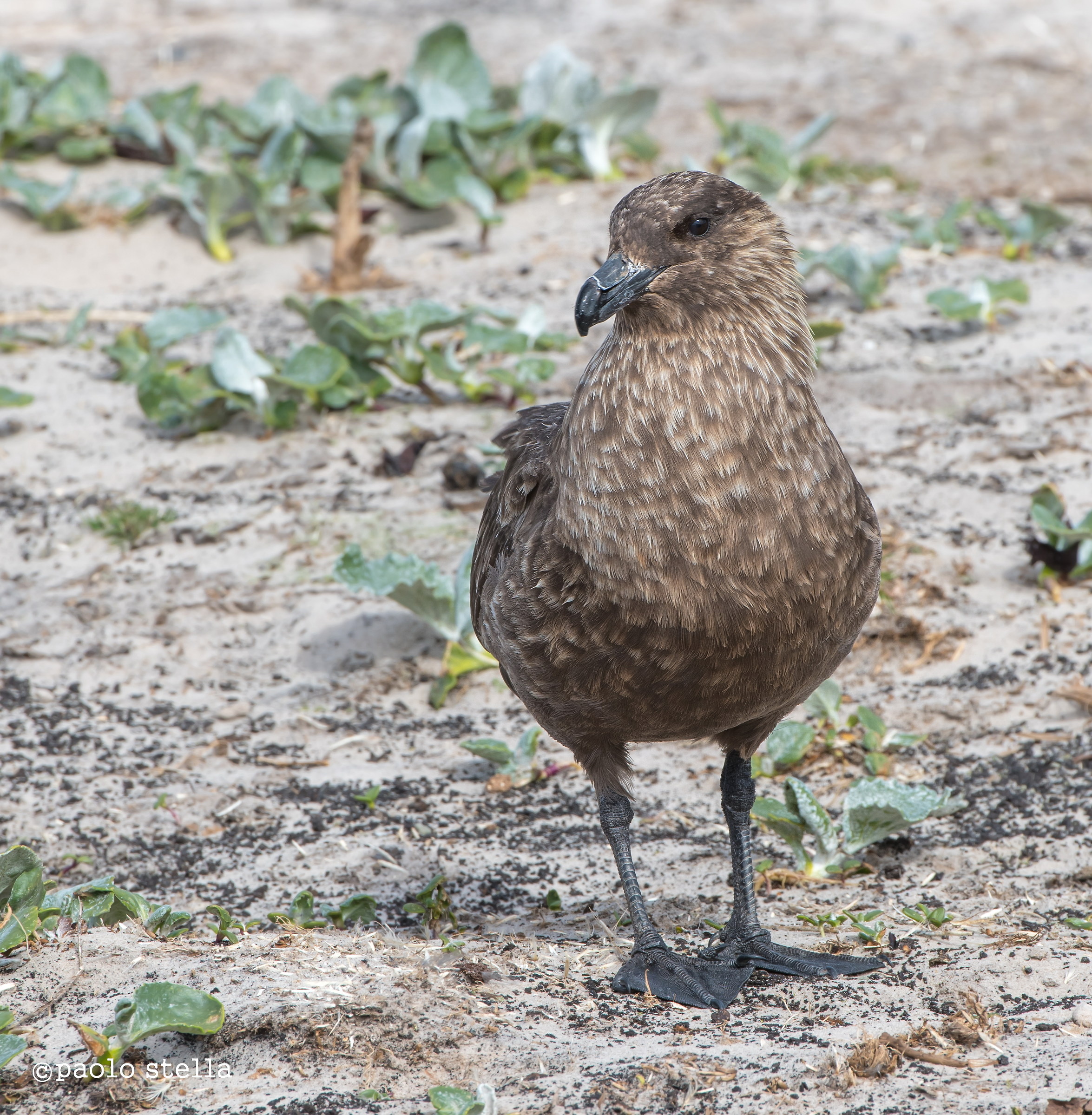 skua...