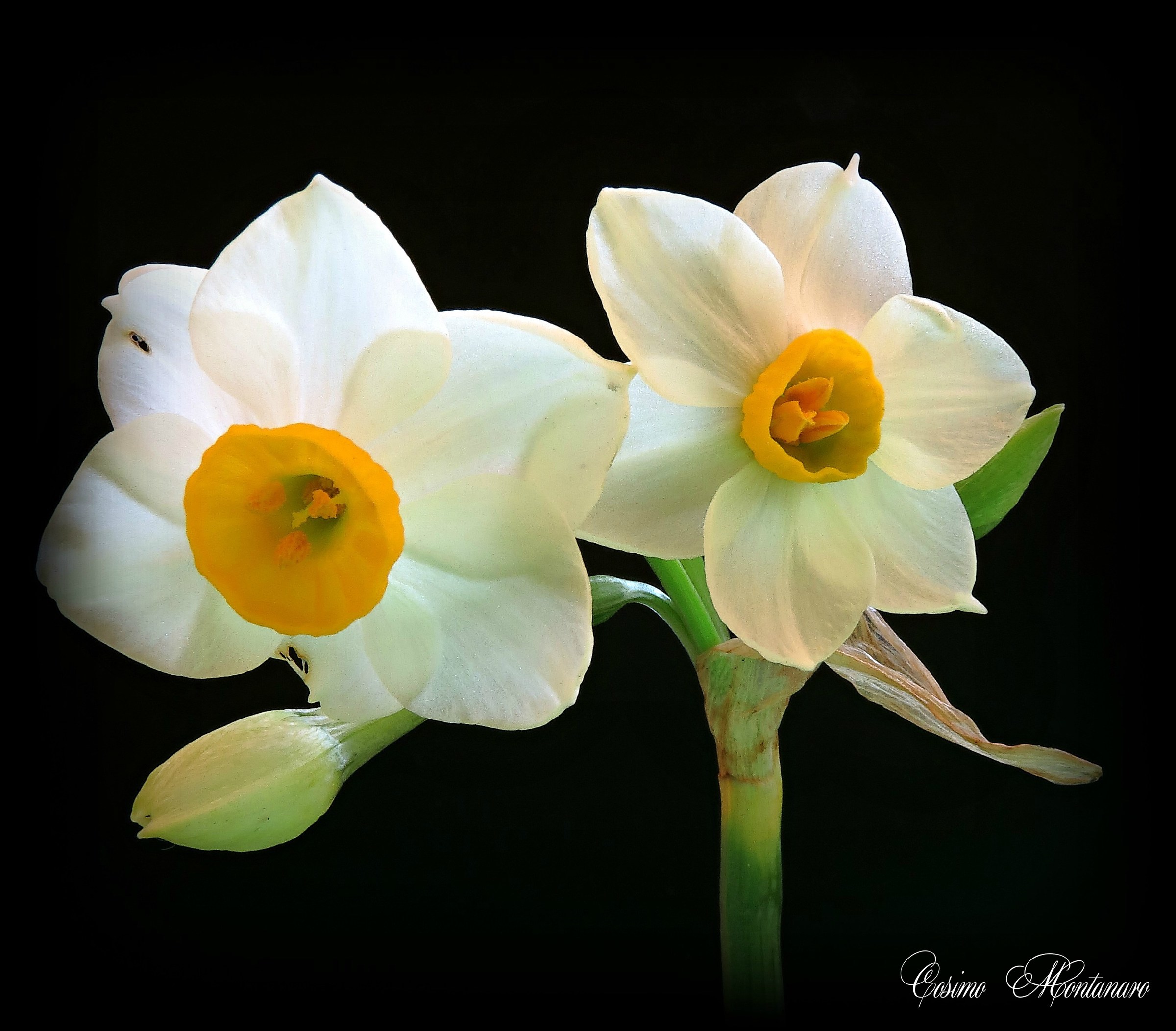 Narcissus tazetta...