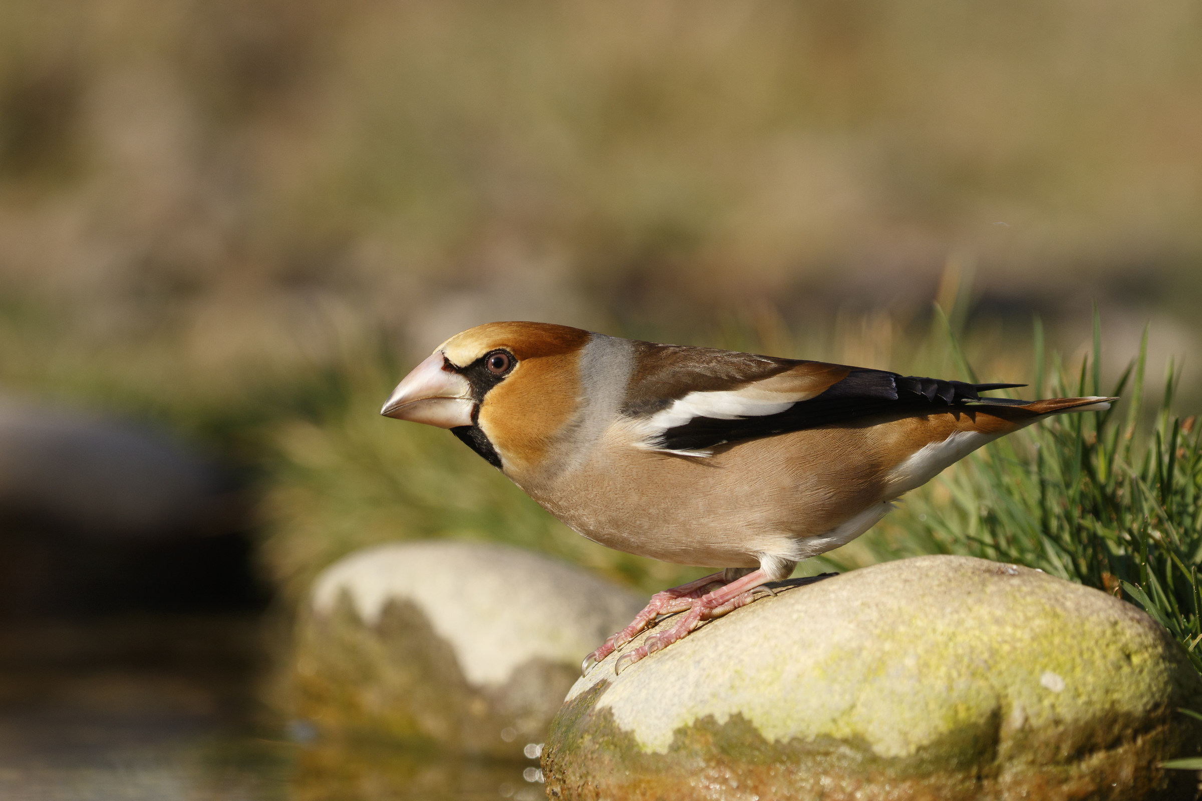 Hawfinch at watering...