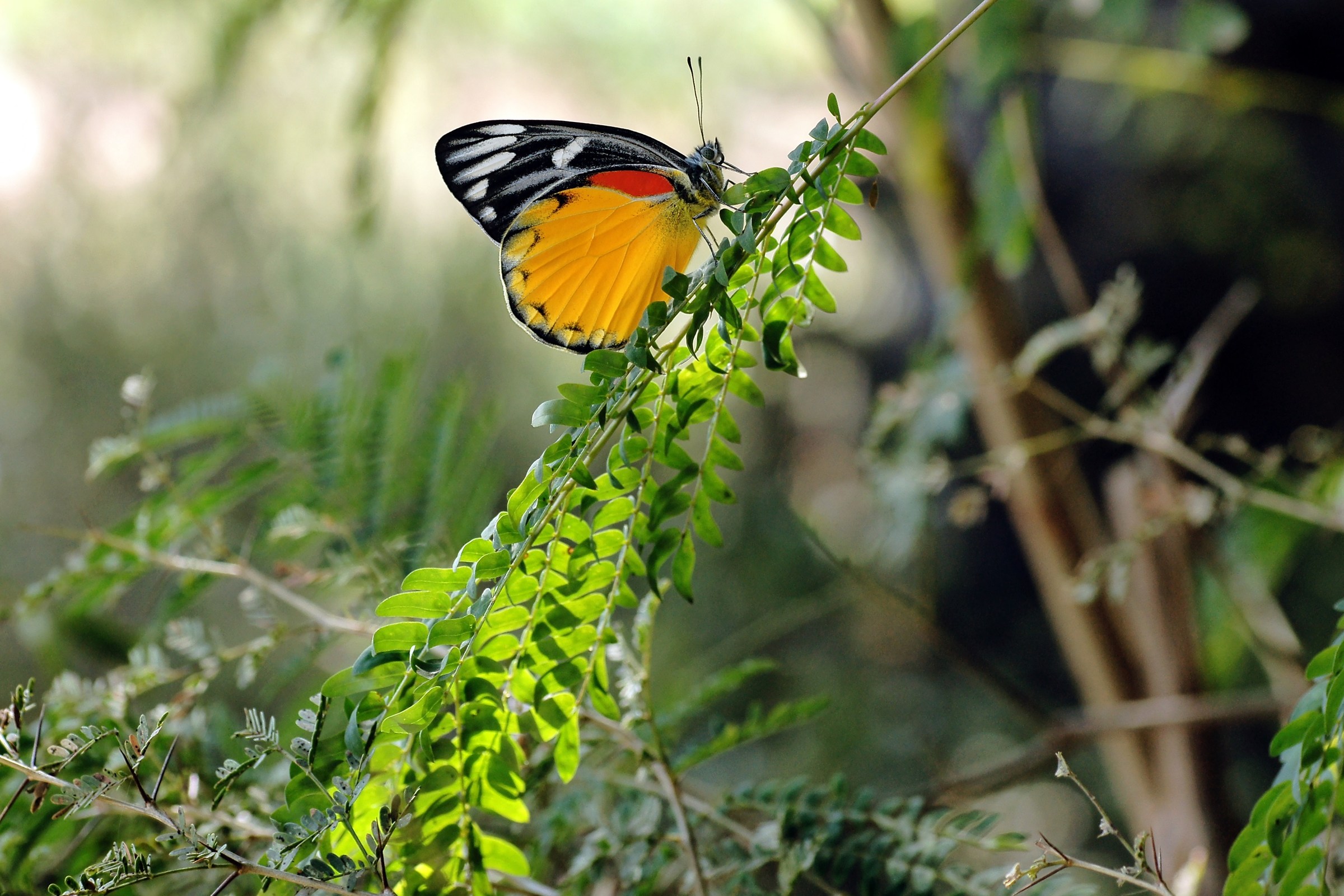 Burmese butterfly...