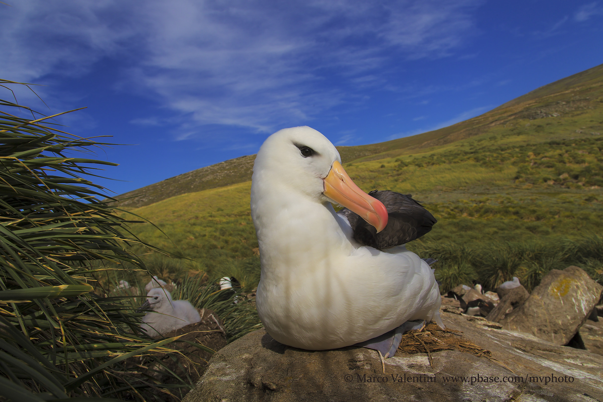 The world of the albatross...