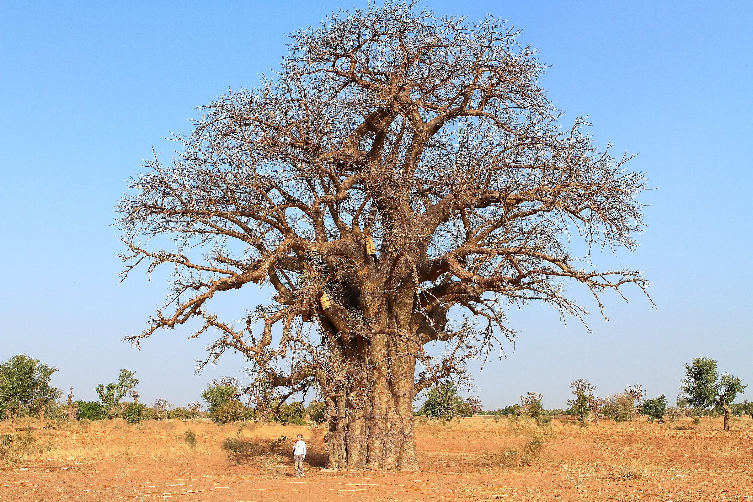 The Tree of Life (the Baobab)...