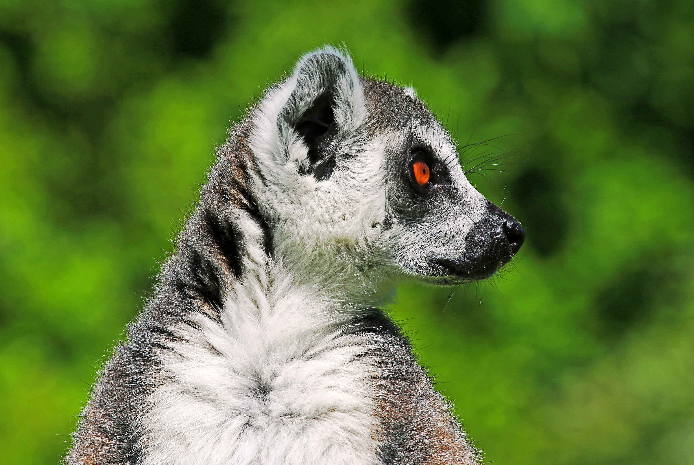 Lemure dalla coda ad anelli (Lemur catta)...