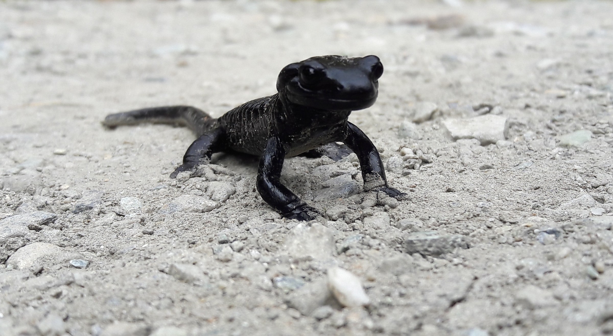 Salamanza of Lanza (Salamandra lanzai)...