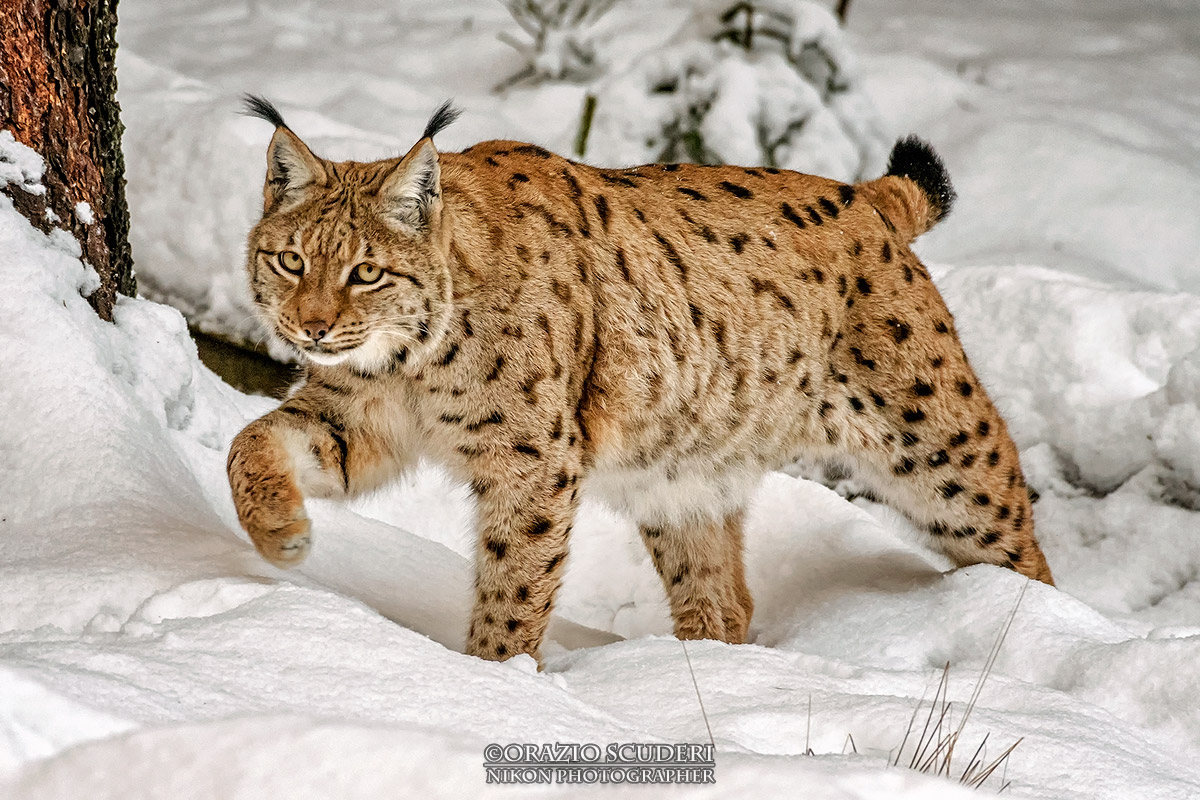 Lynx lynx...