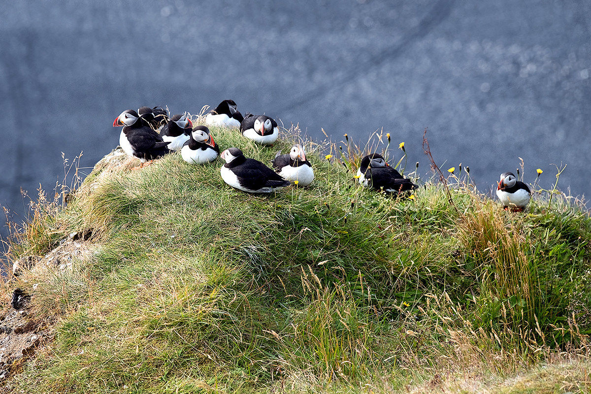 Dyrholey, Puffins Home...