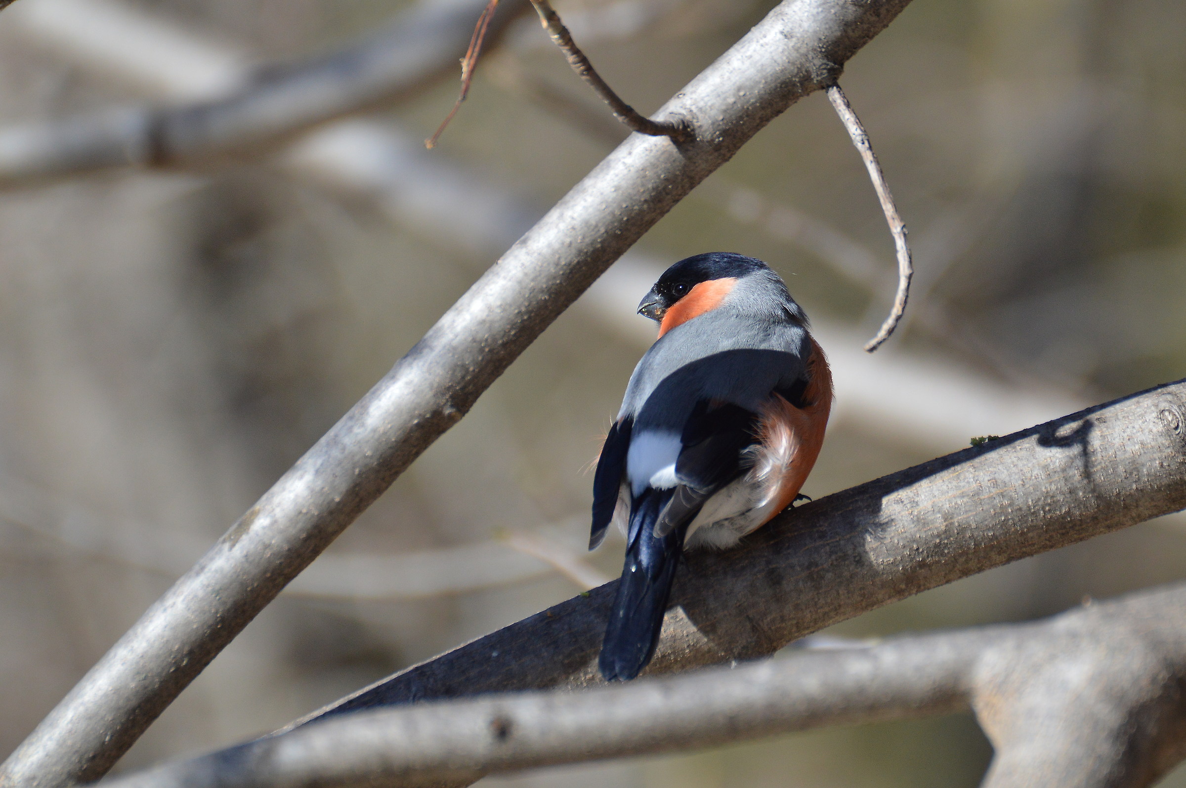 bullfinch...