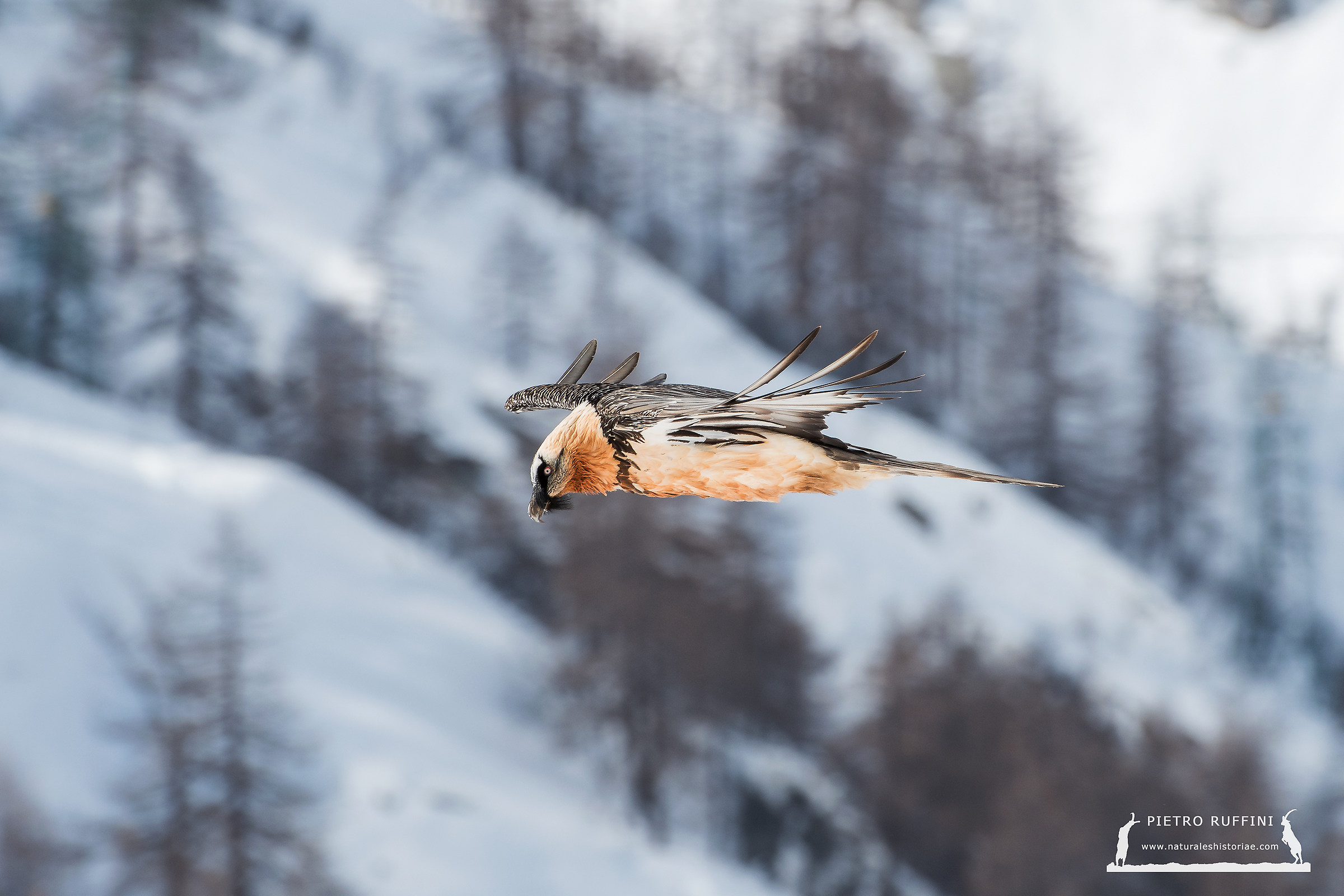 Finally the bearded vulture!...