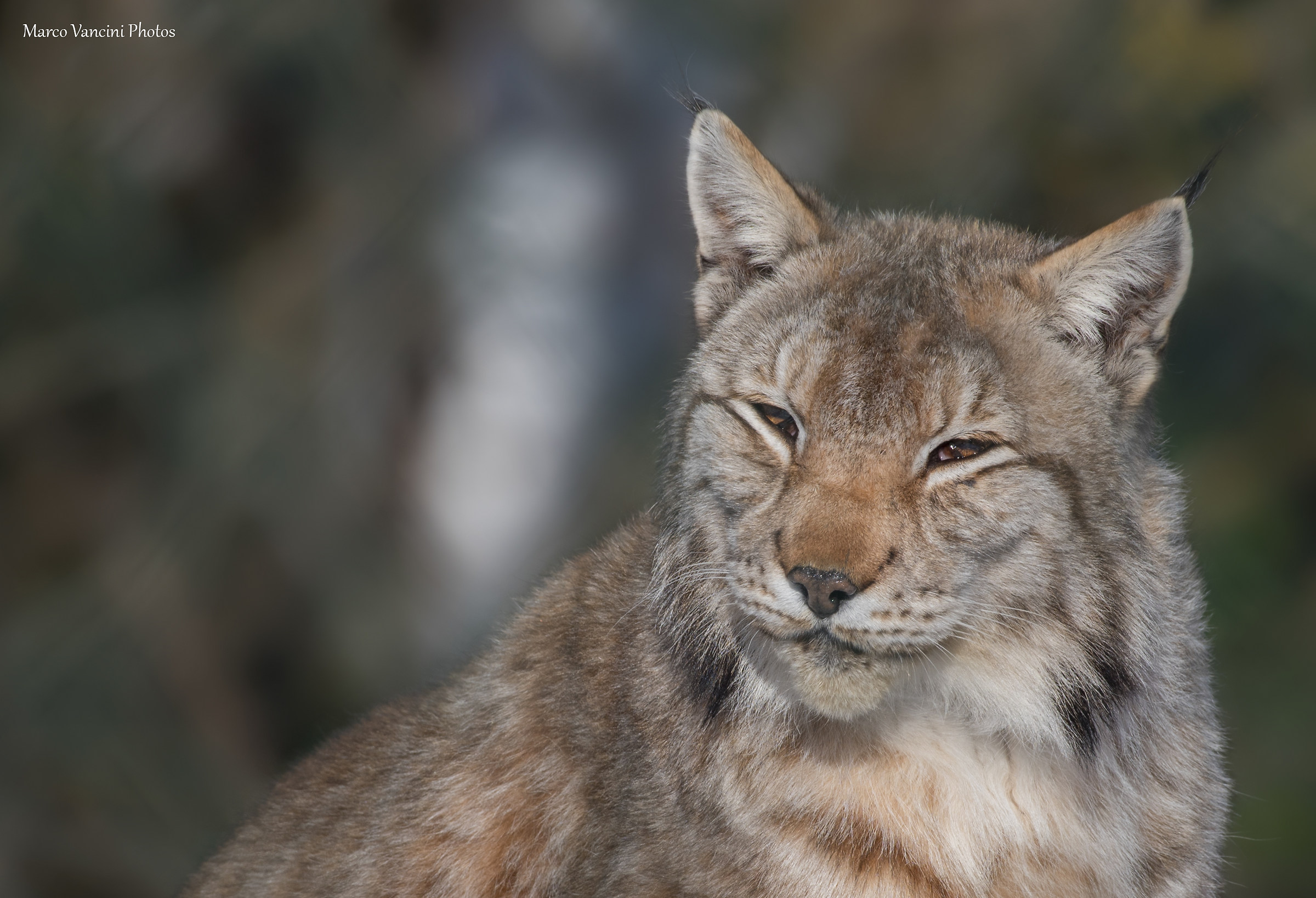 portrait of the lynx...
