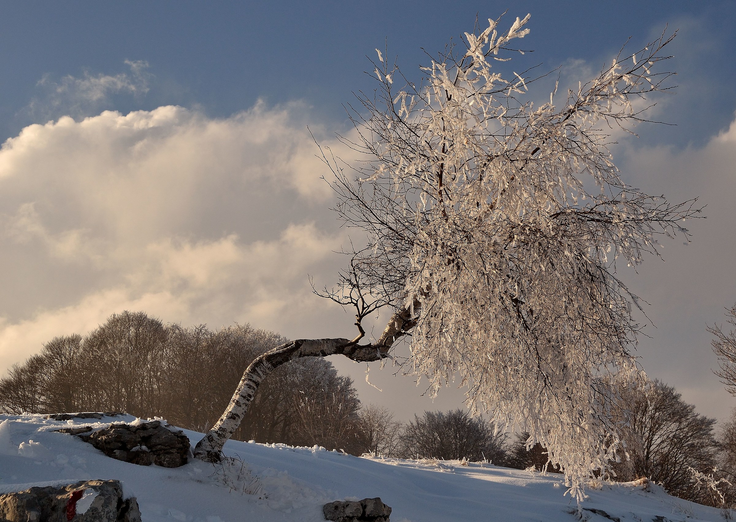 The ice tree...
