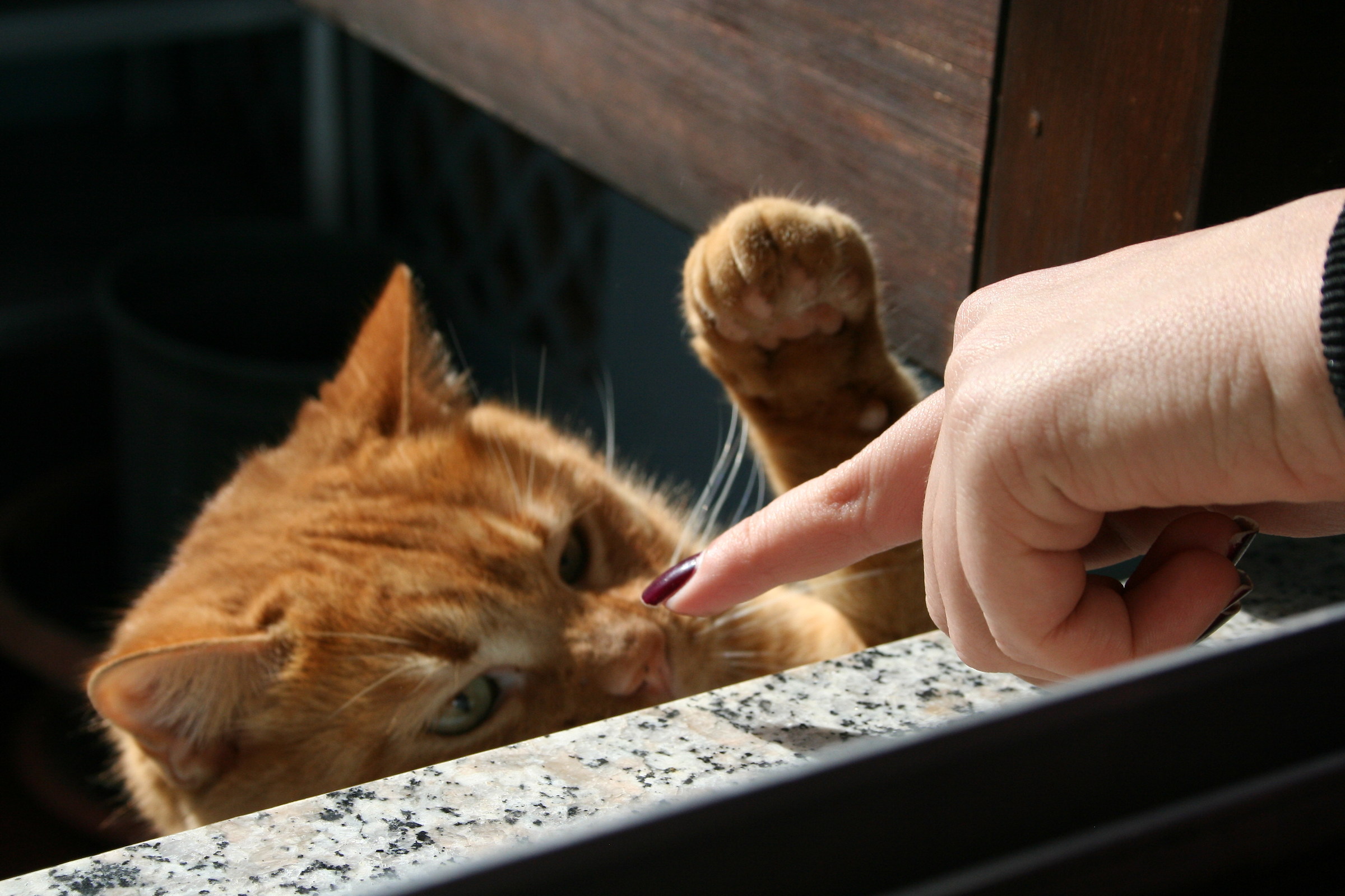 Gatto vs smalto rosso...
