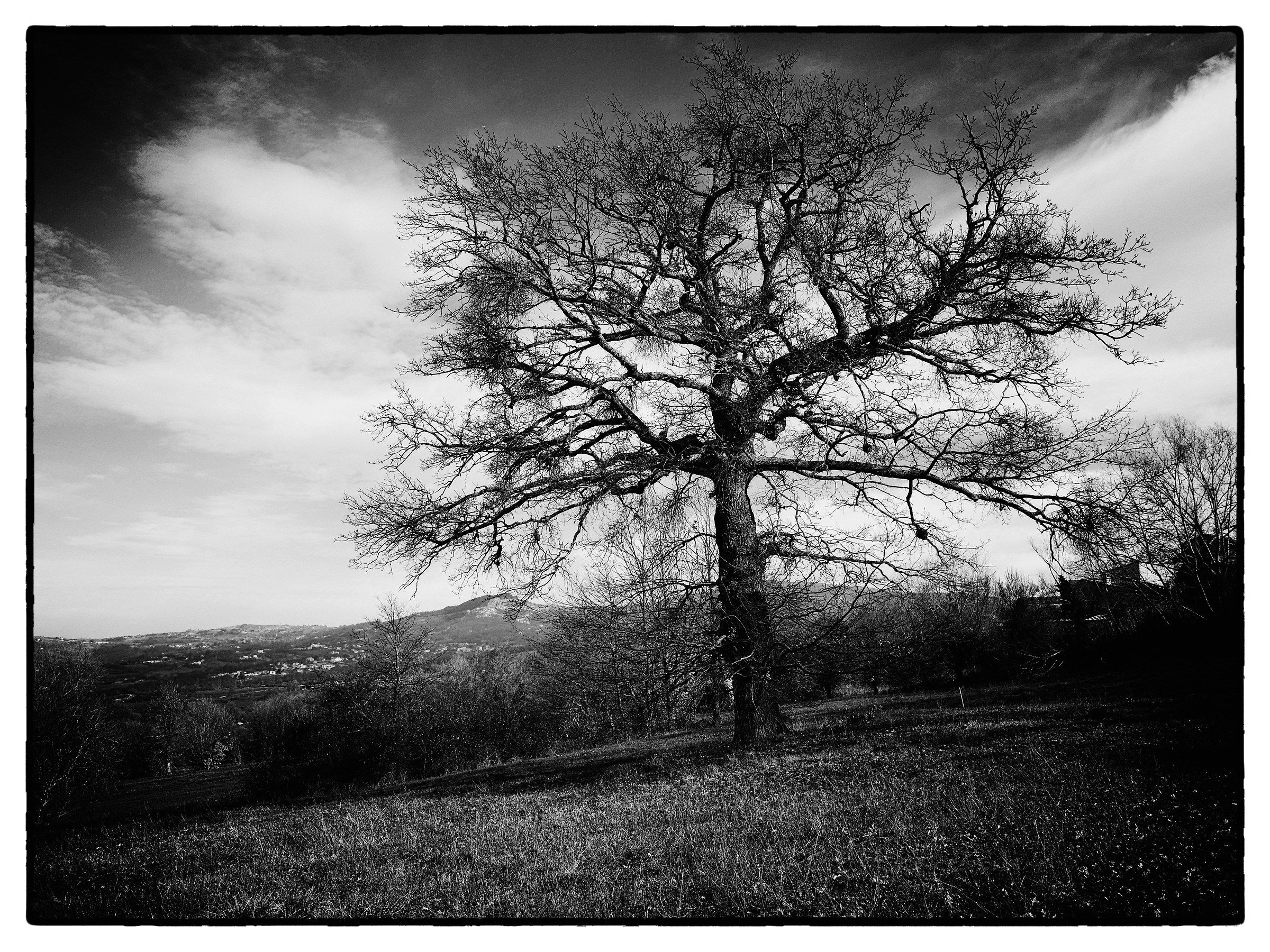 Fairy oak...