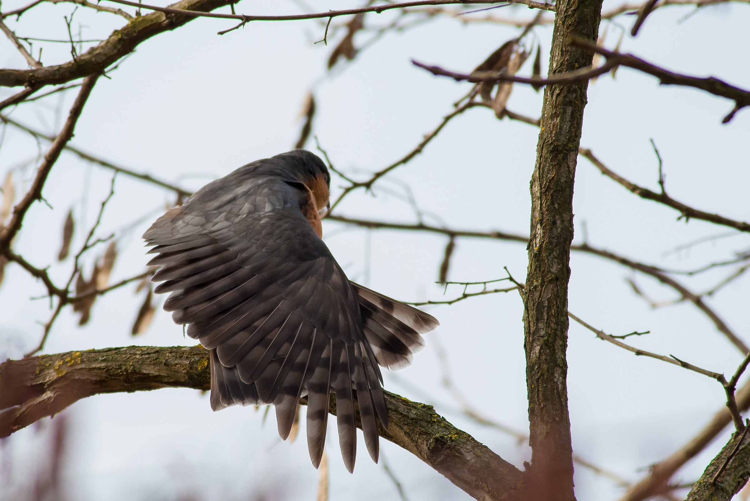 Sparrowhawk stretched out...