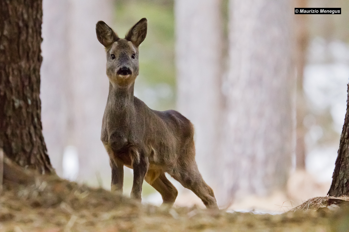 Young roe deer...