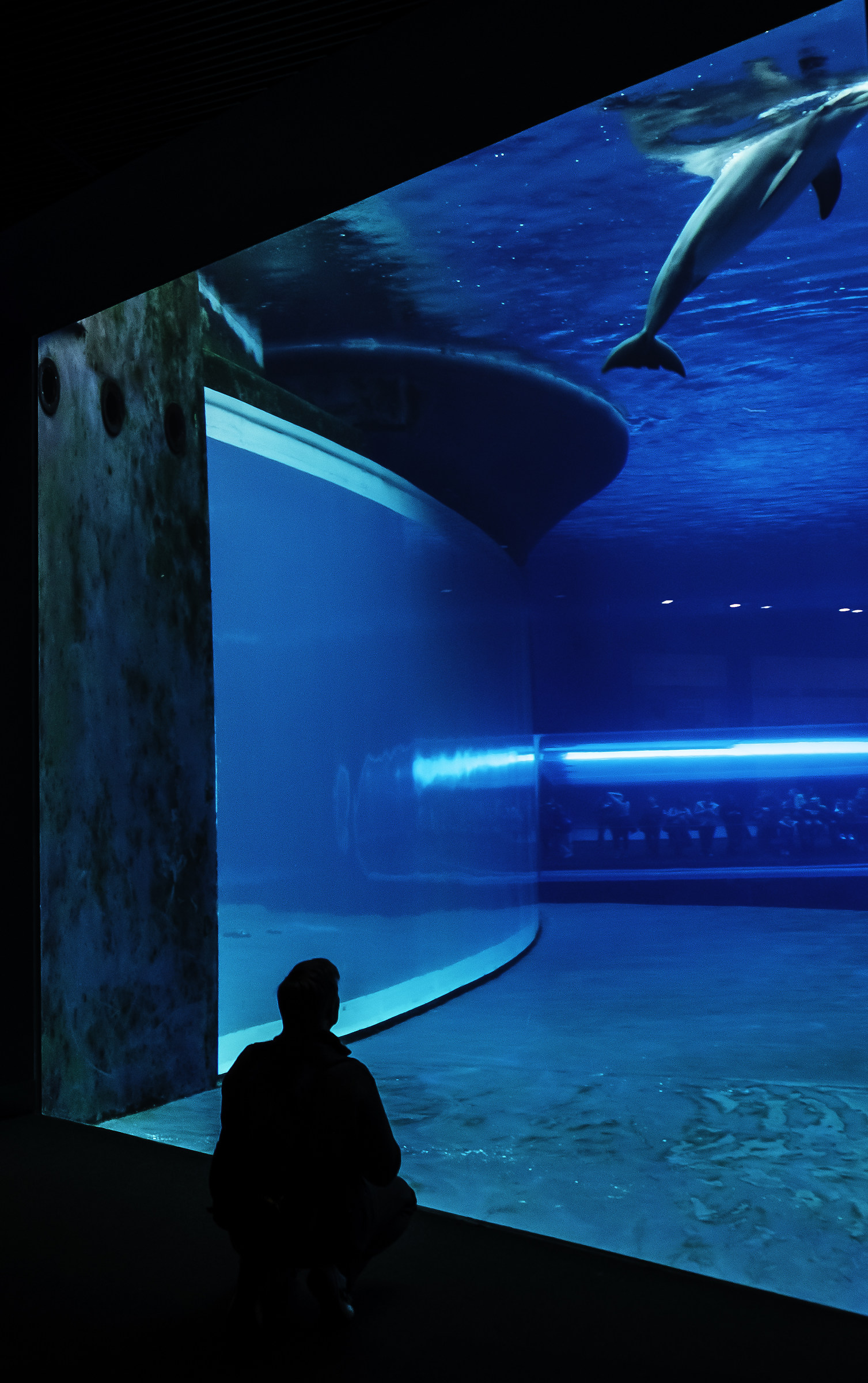 Genova's aquarium...
