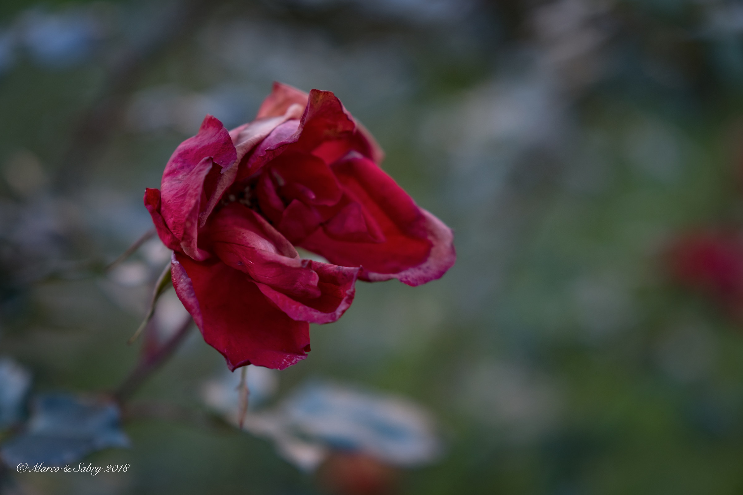 Winter Rose...