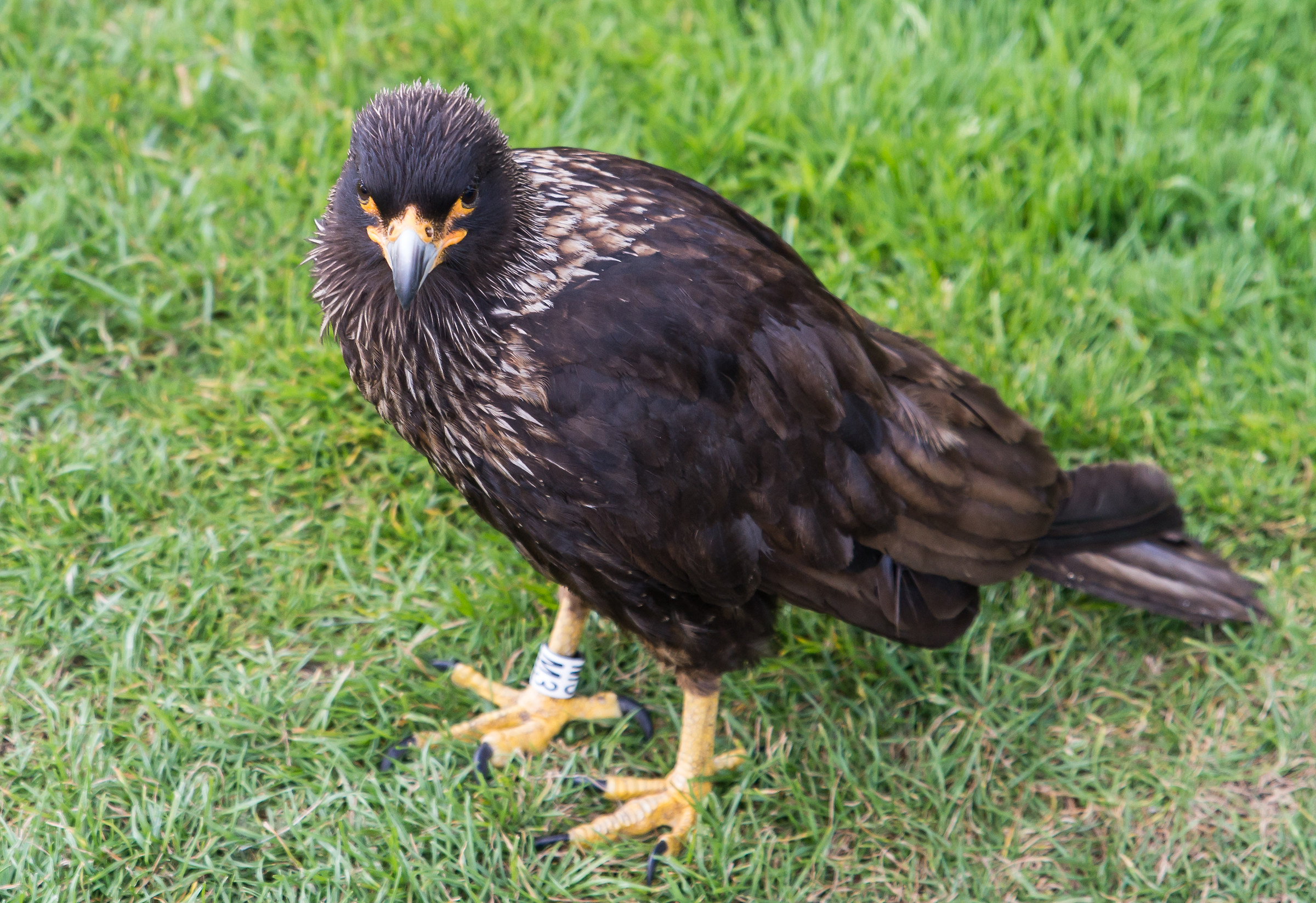 Striated Caracara...