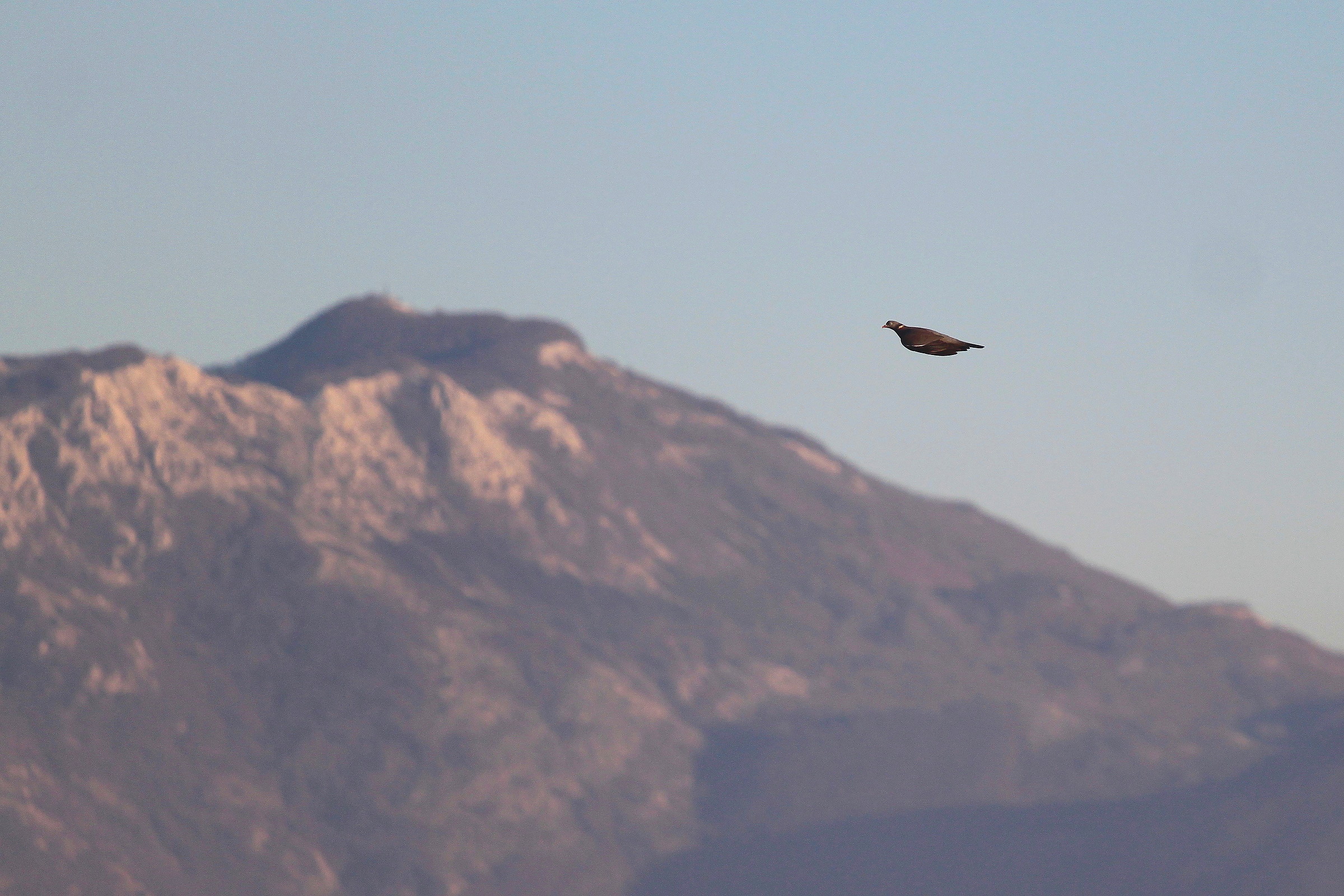 The pigeon and the mountain...