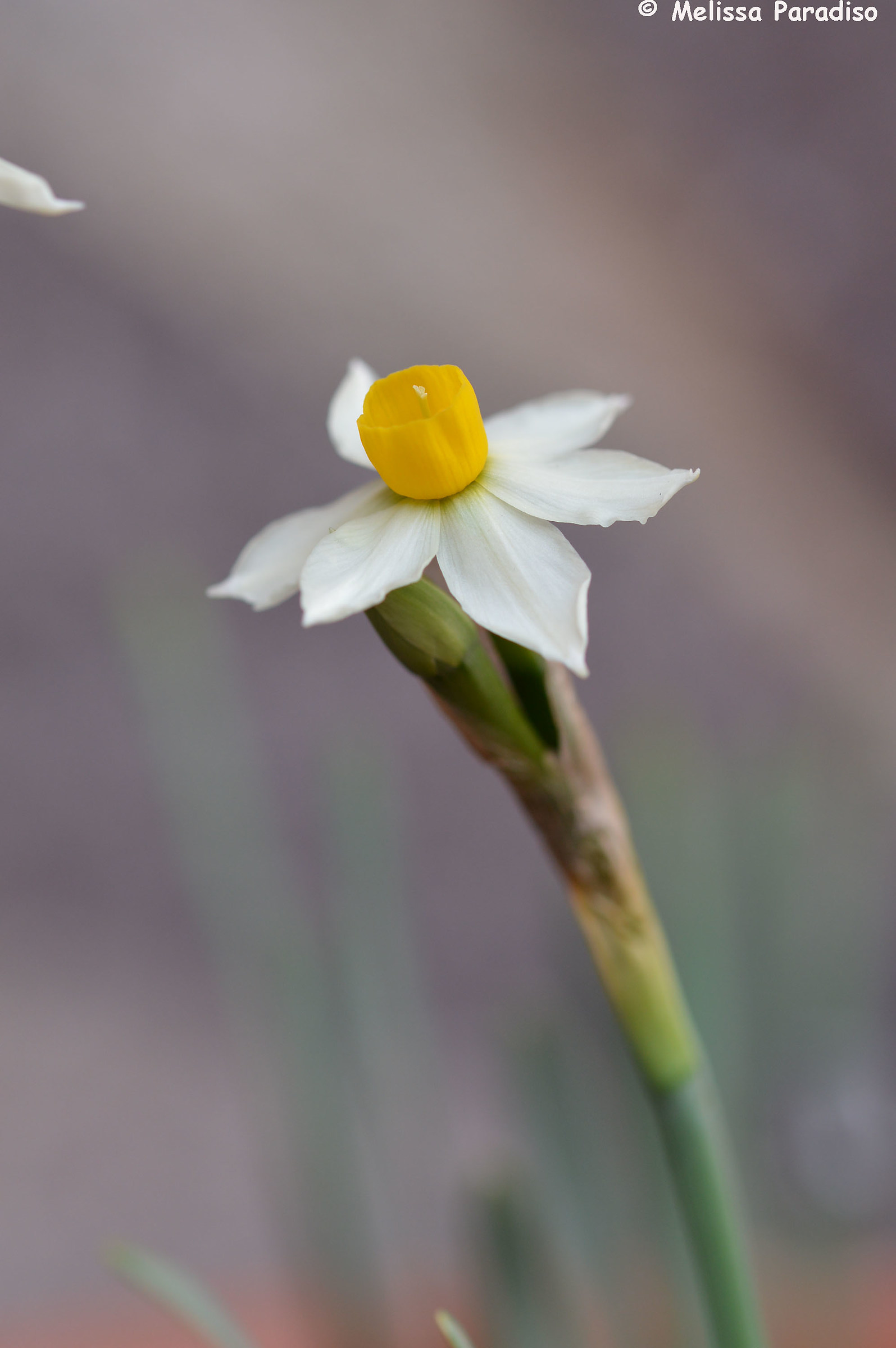 Daffodil...