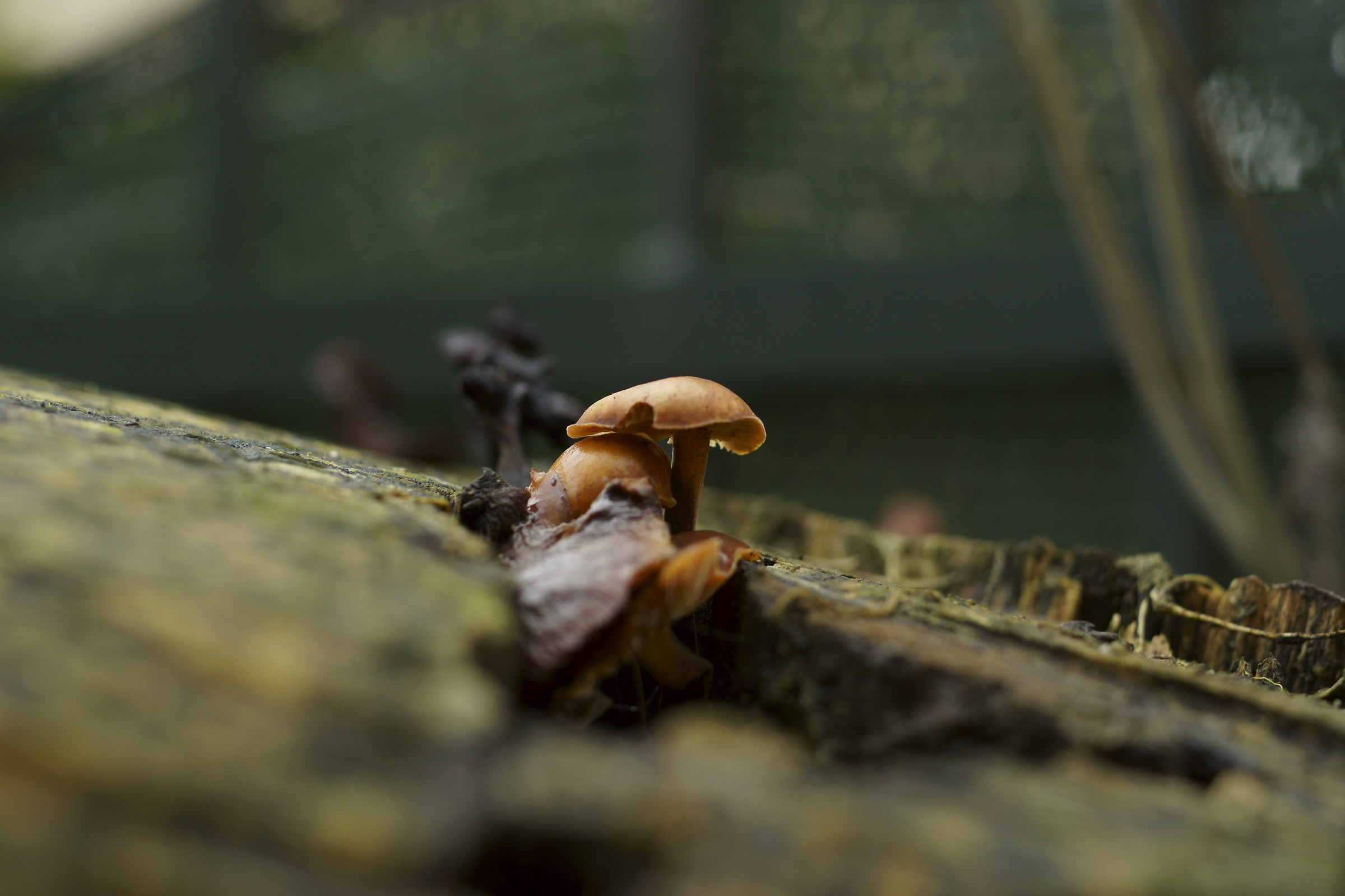 mushroom...
