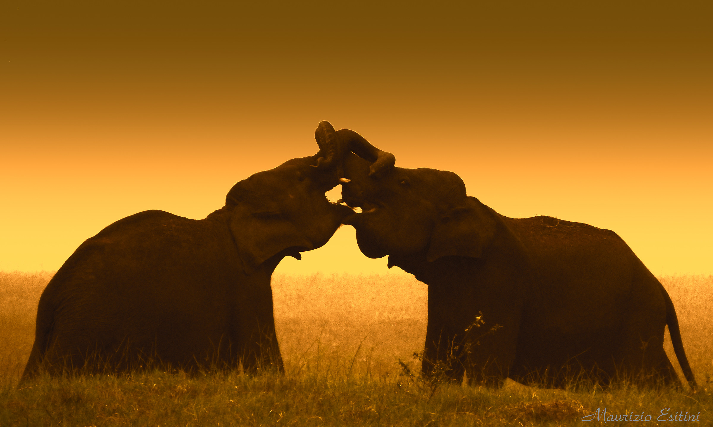 Elefanti innamorati...