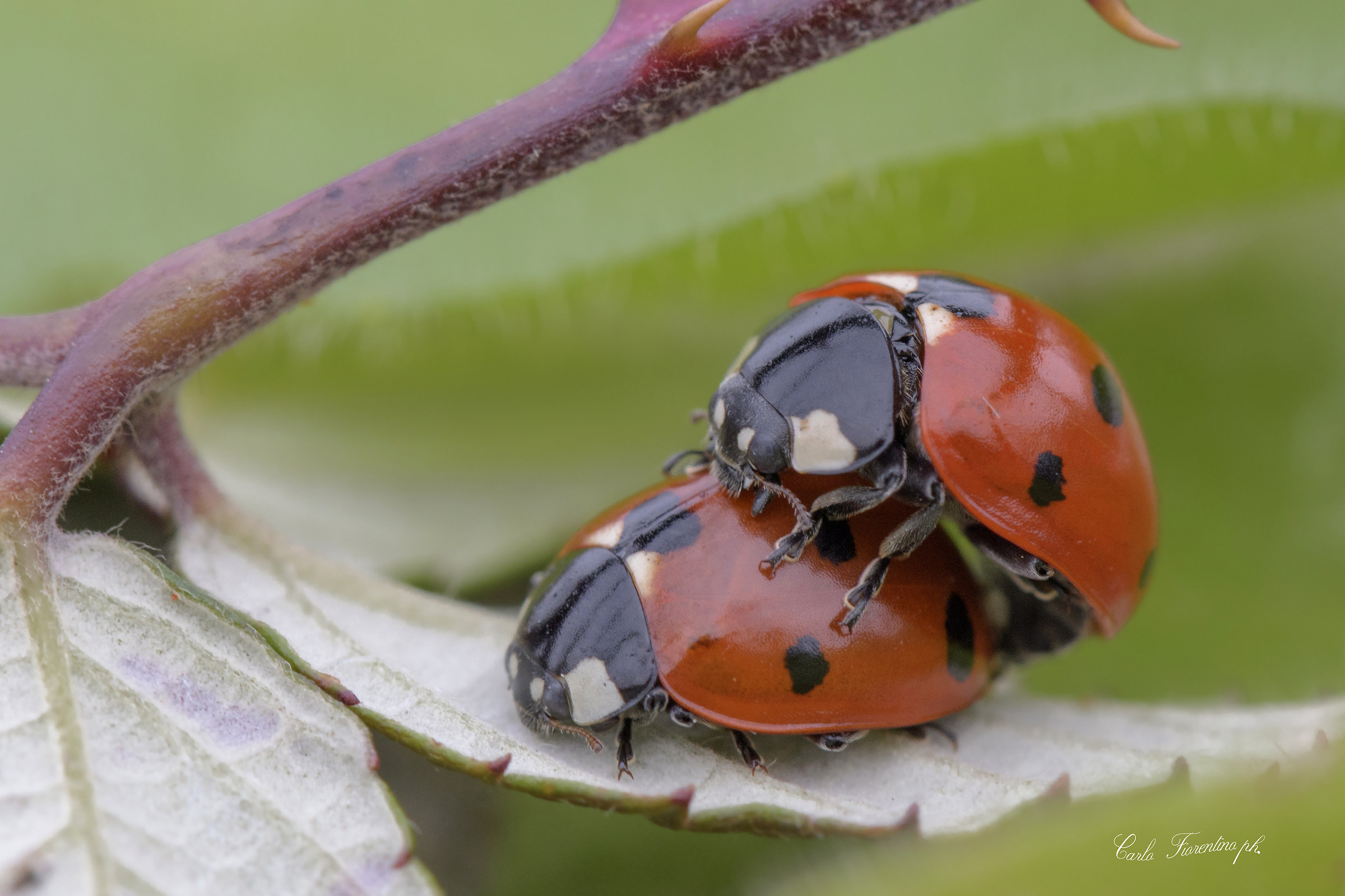 Ladybugs in love...