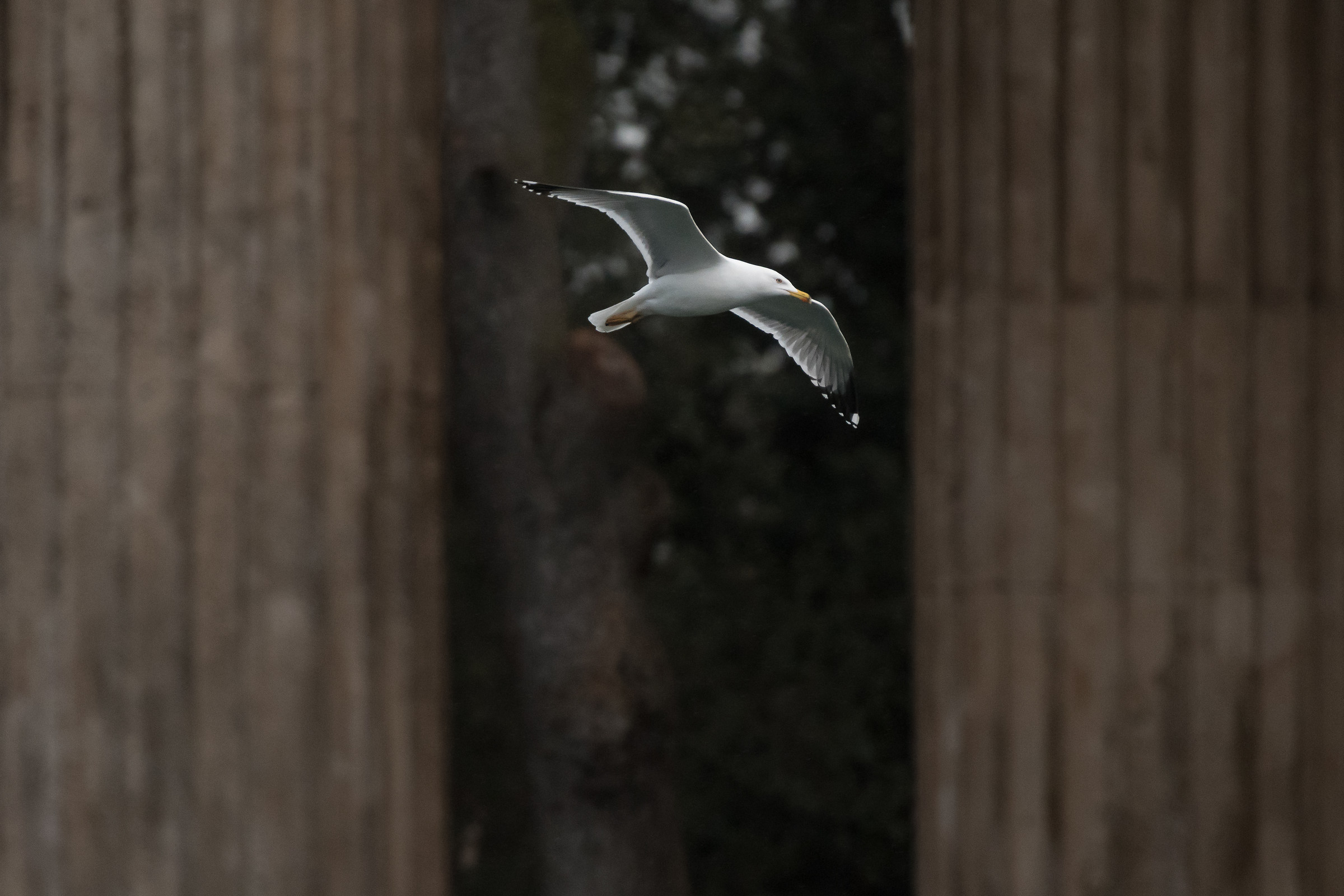 Seagull # 3...