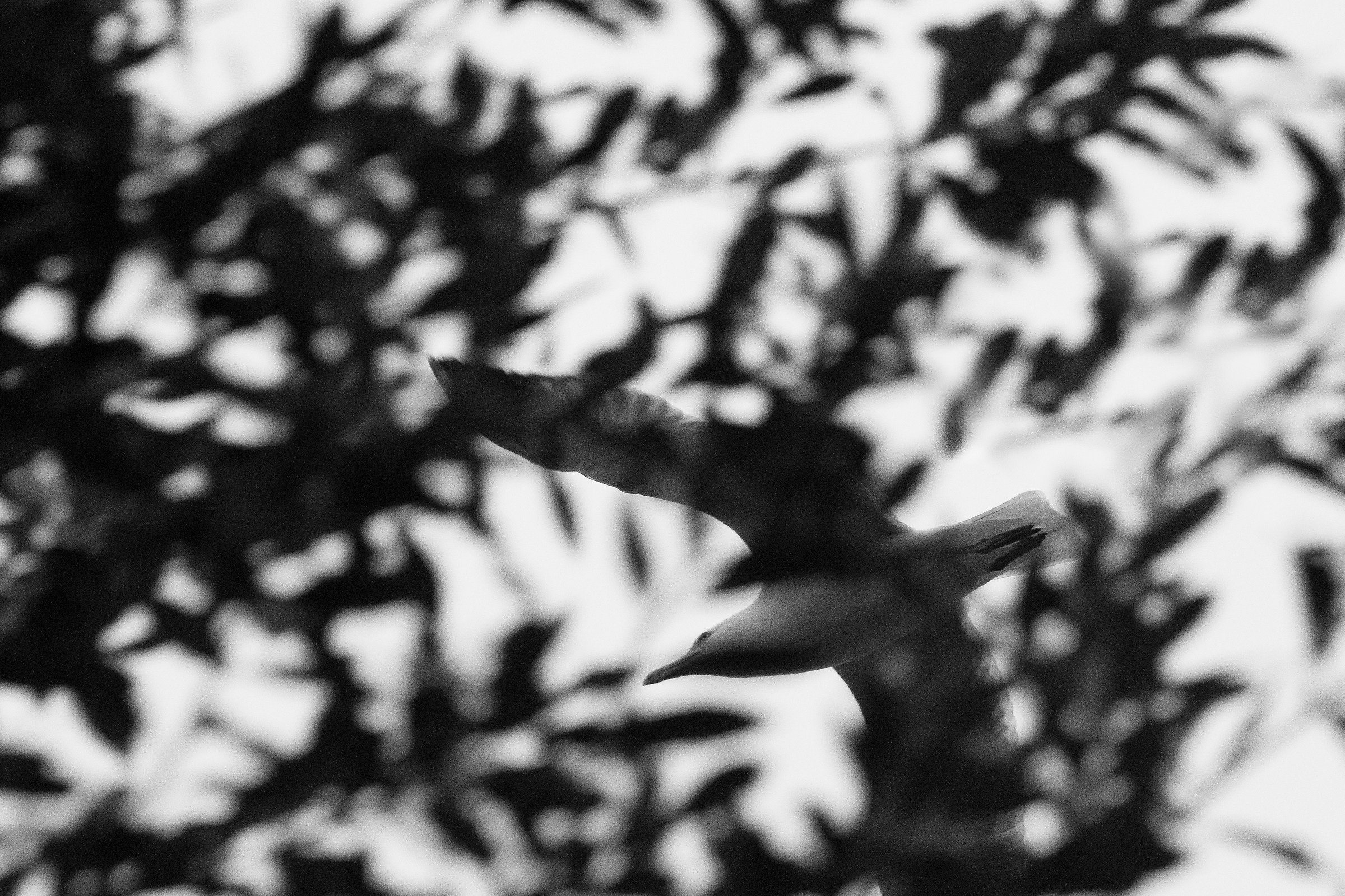 Birds # 6...